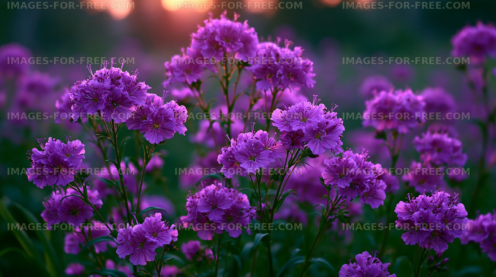 Purple flowers bloom in evening light