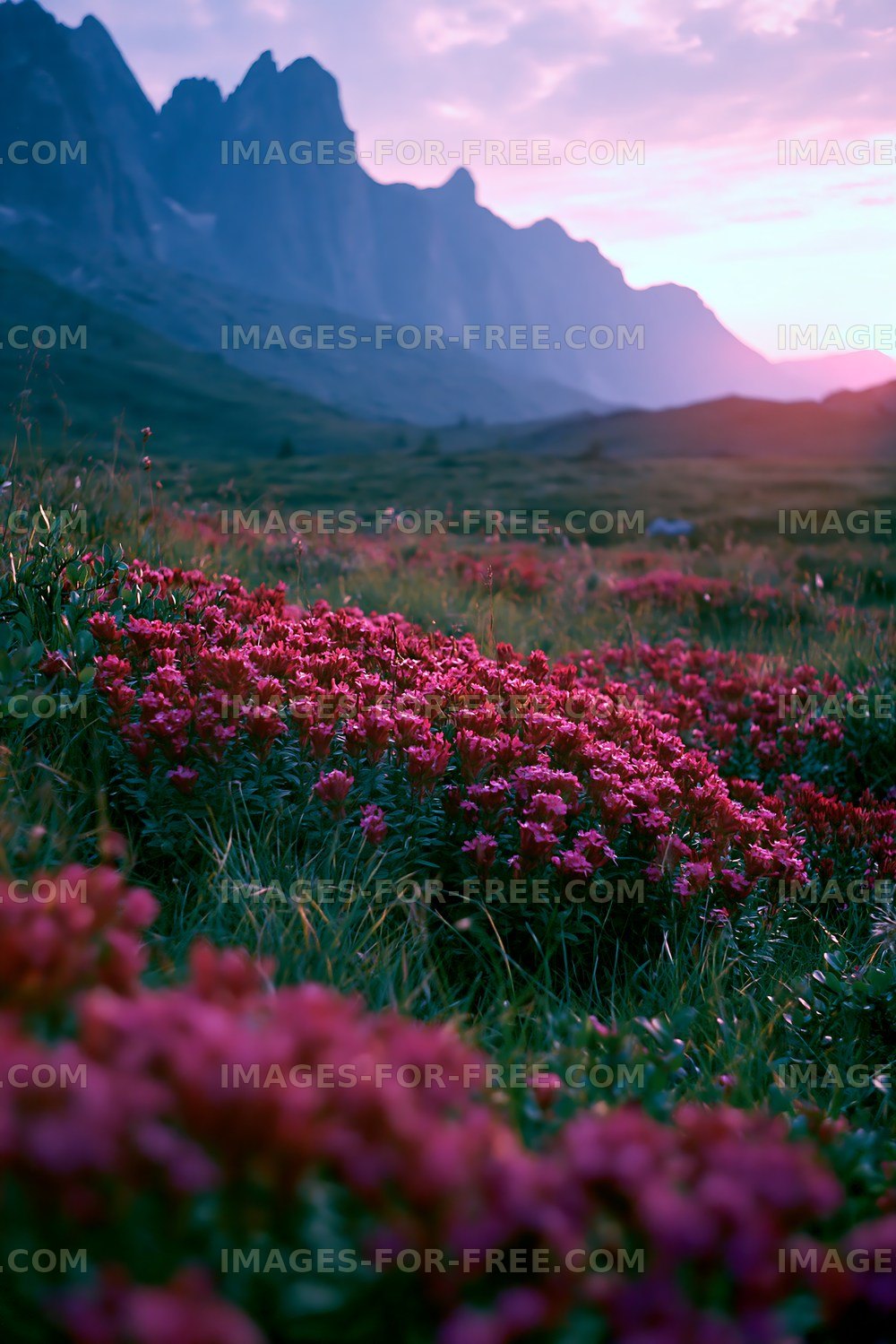 Colorful flowers in a mountain landscape at sunset