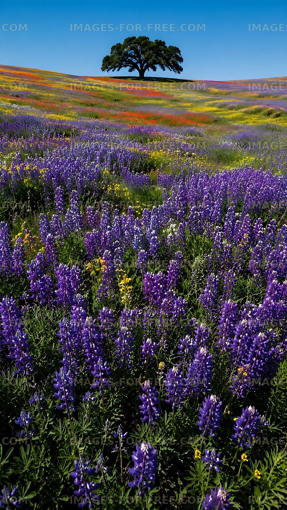 Vibrant field of purple flowers under a clear blue sky