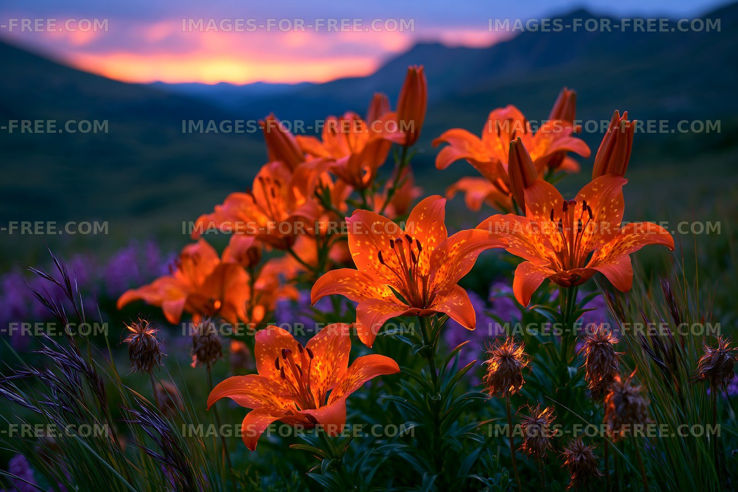 Orange lilies and wildflowers against mountains at sunset
