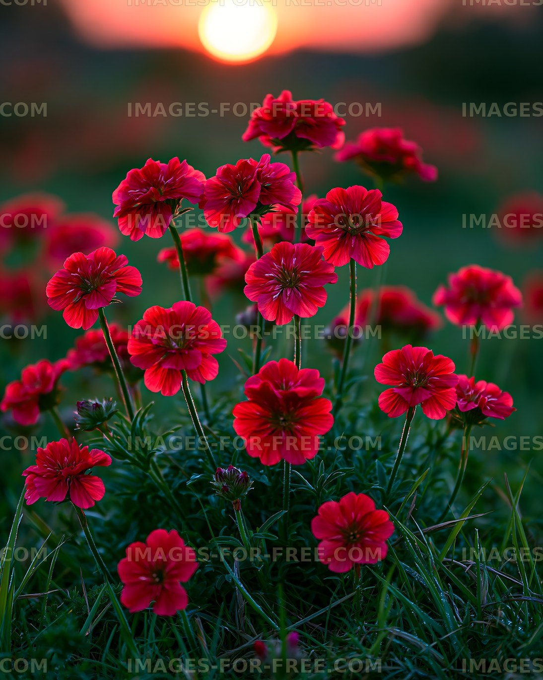 Red flowers in a field during sunset