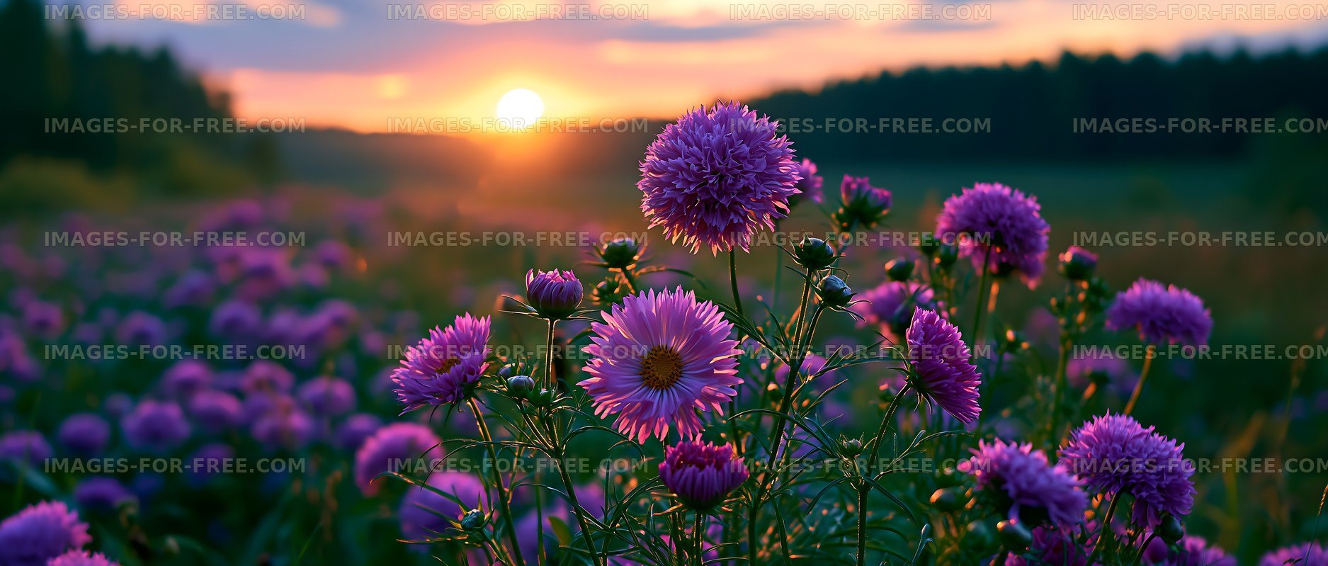 Flowers bloom in the field during sunset hours