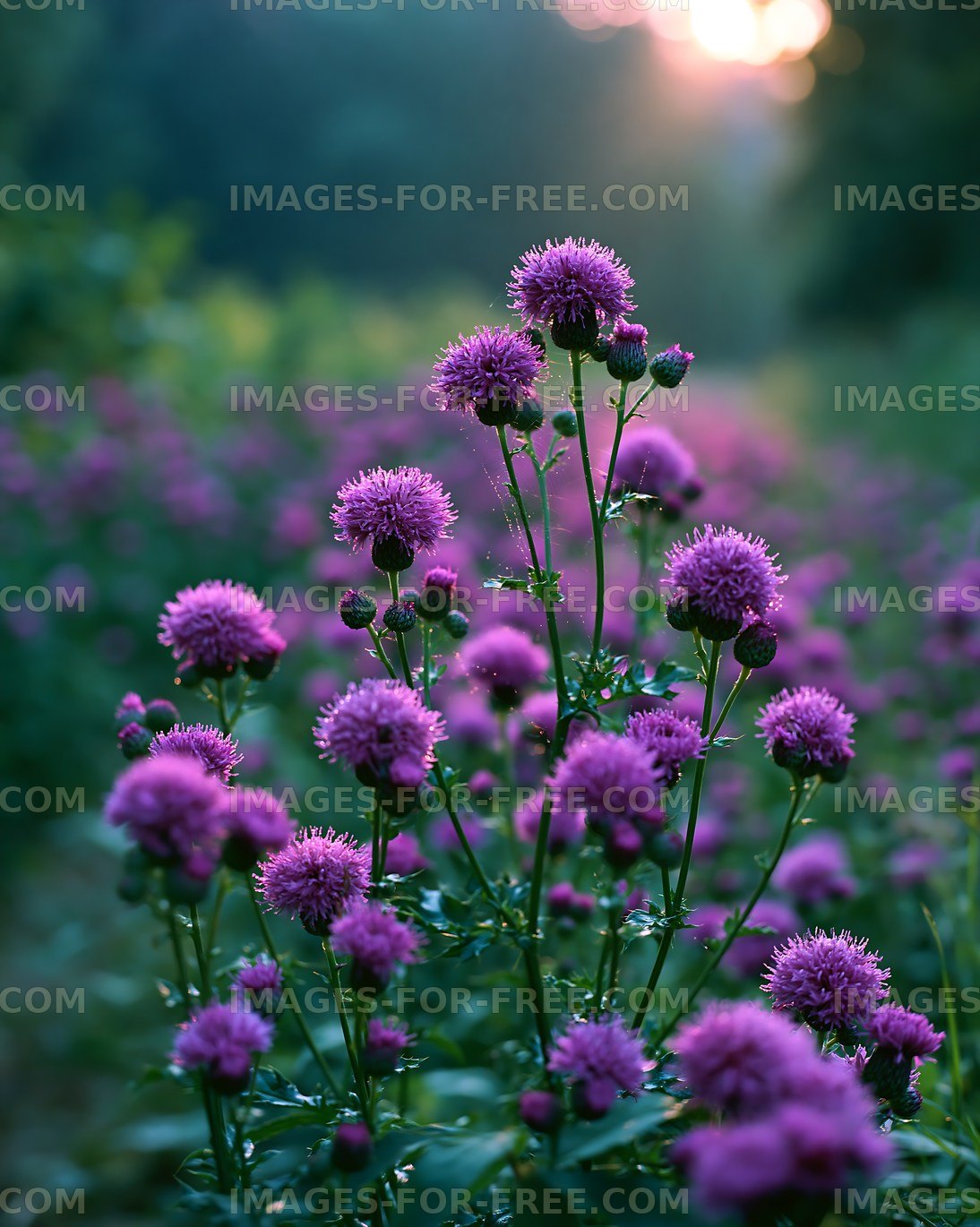 Purple flowers blooming in a field at sunset