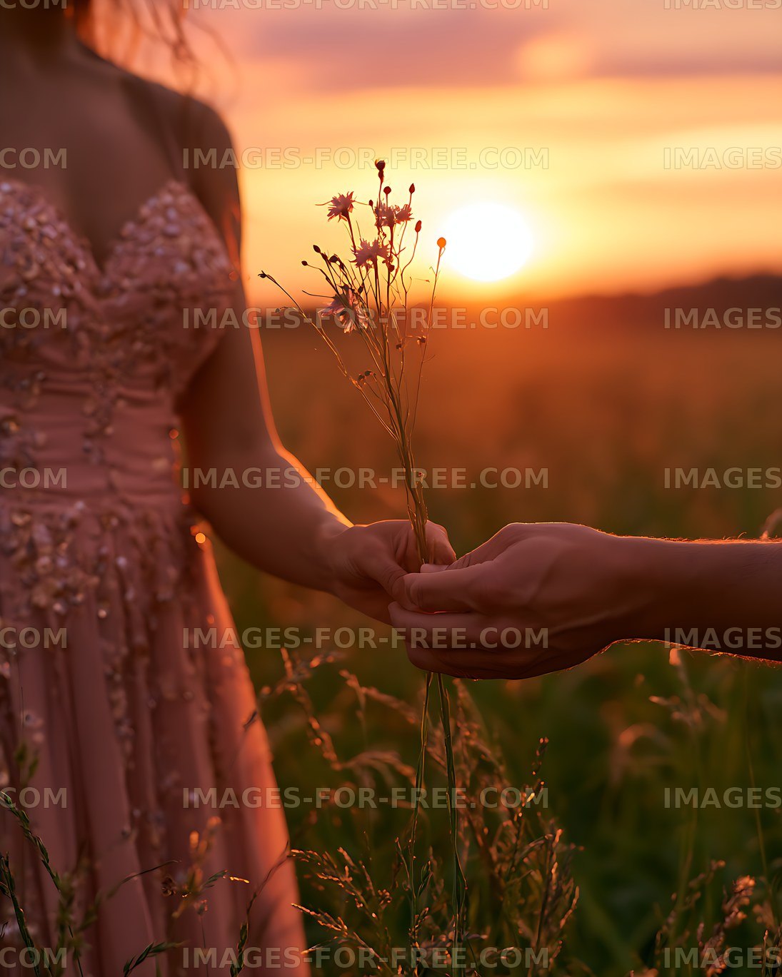 Wildflower exchange in warm sunset light