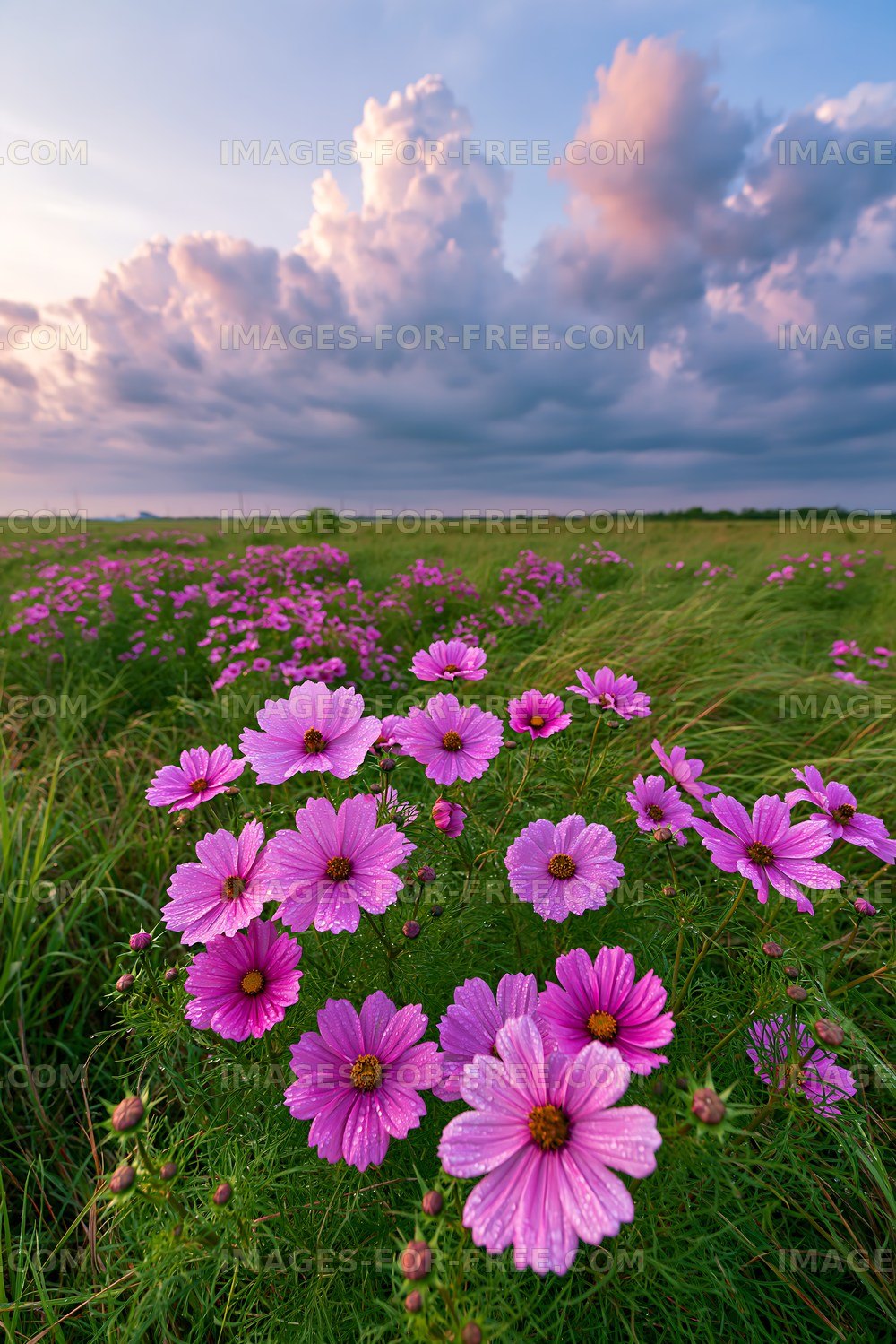 Pink flowers bloom in a field under cloudy sky