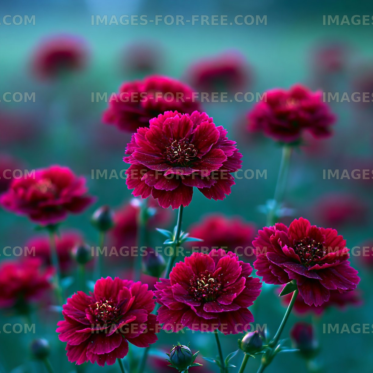 Red flowers in a garden during daytime