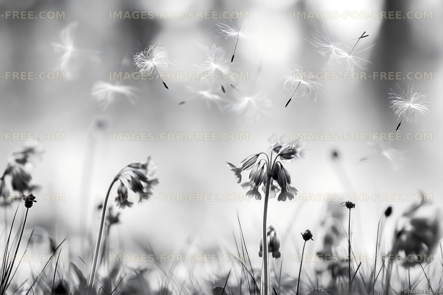Flowers and seeds floating in the air in black and white