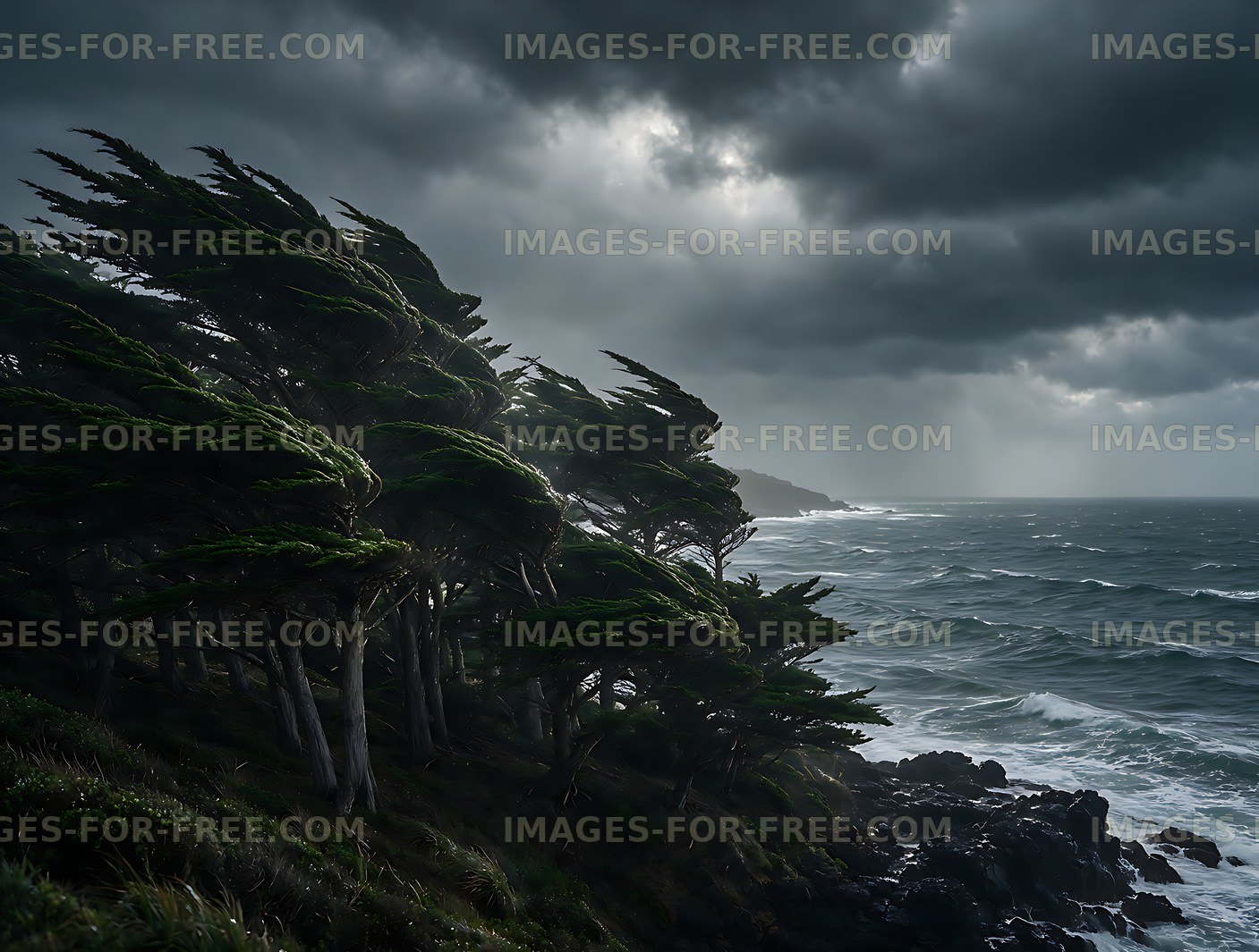 Windswept coastal trees beneath storm clouds