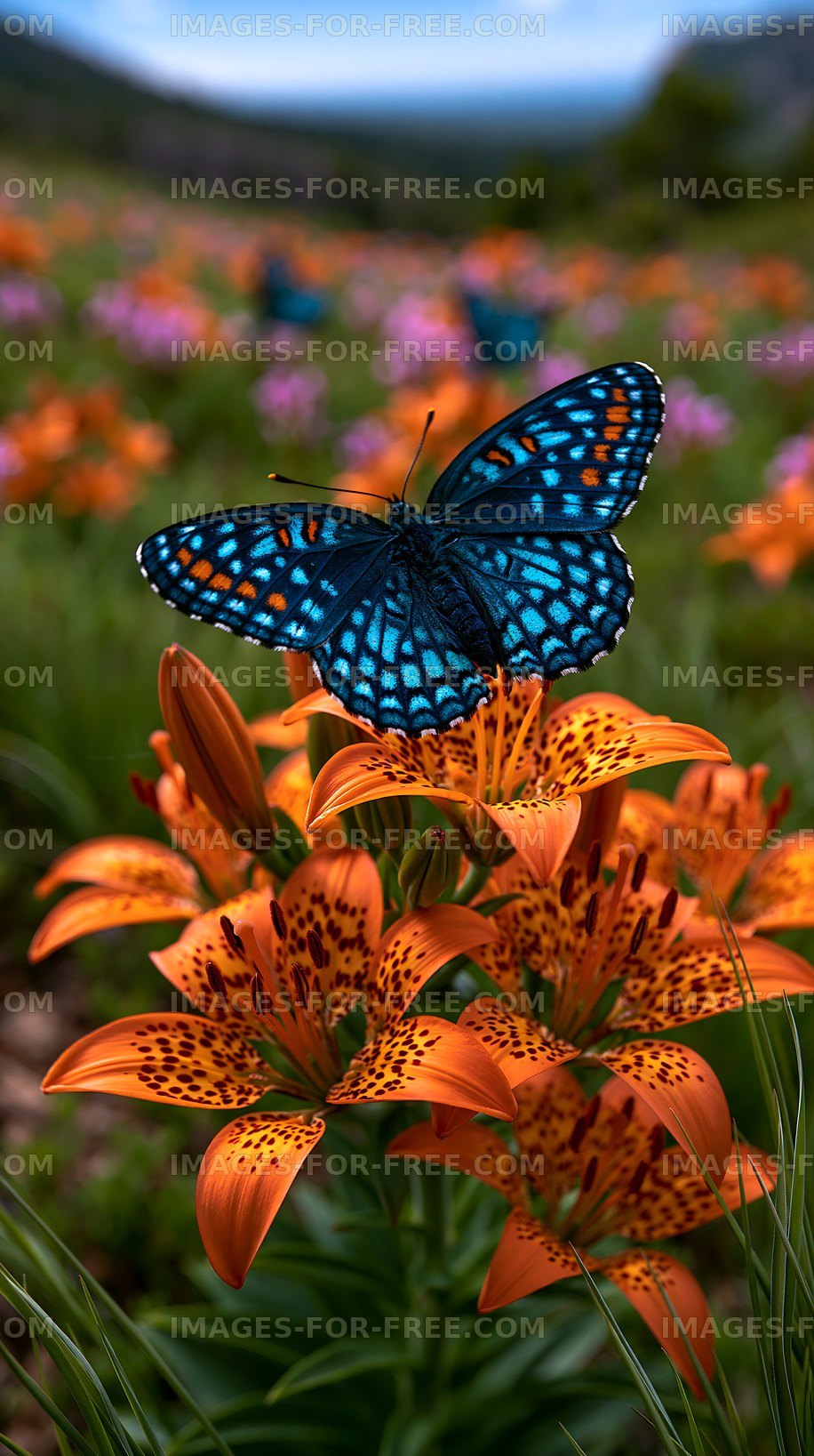 Colorful butterfly resting on an orange lily