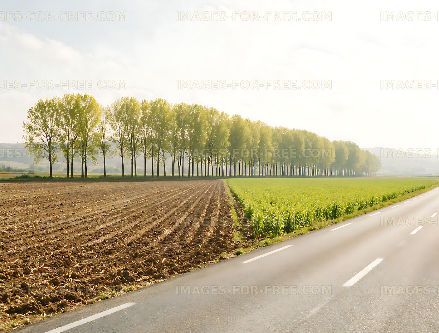Tree-lined rural road beside fields