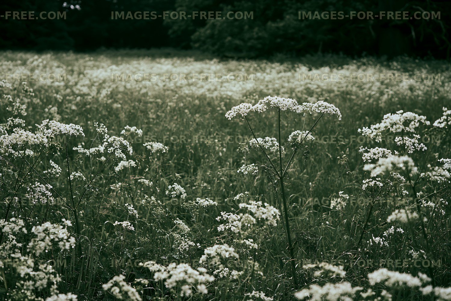 Field of white wildflowers in a green landscape
