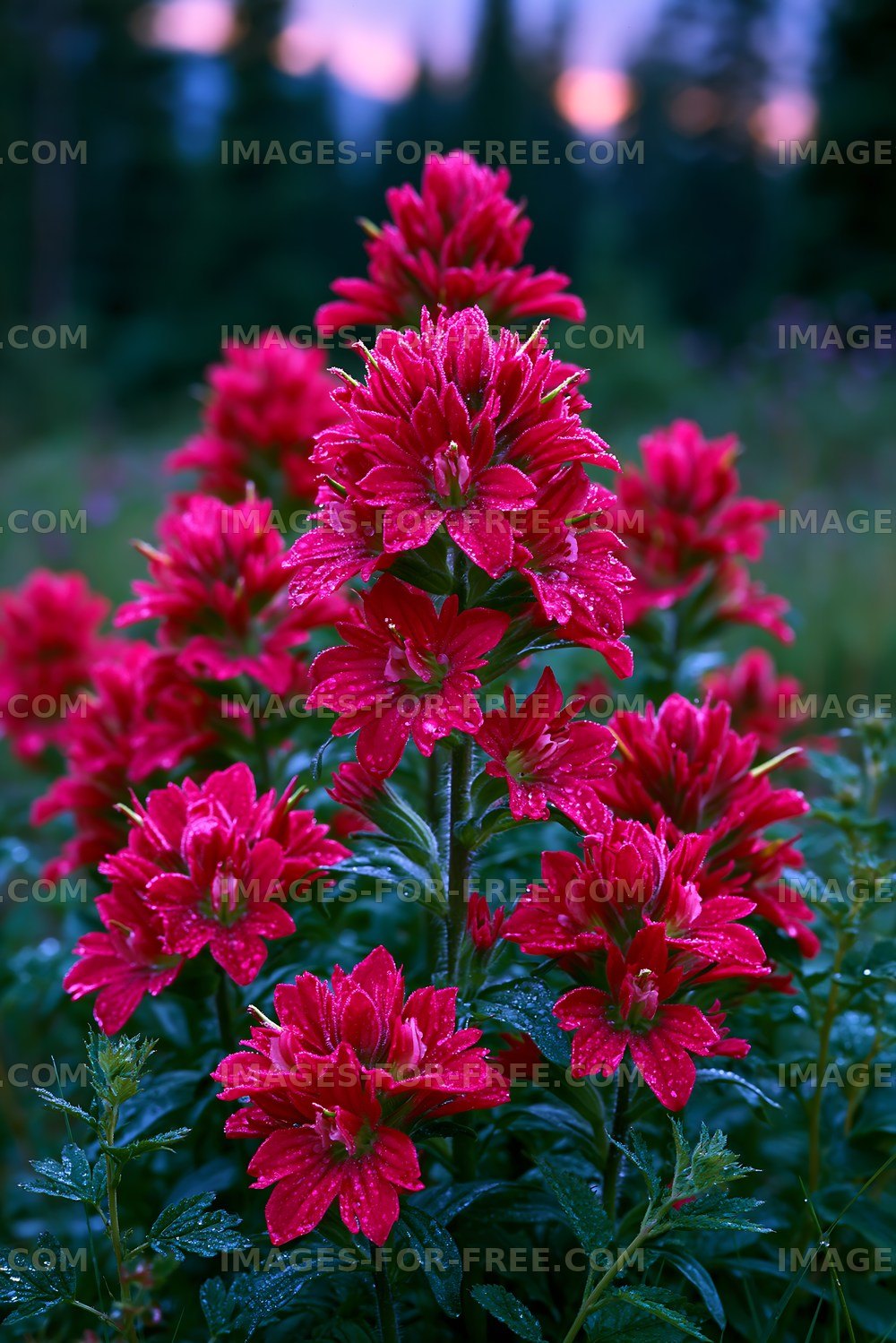 Vibrant red flowers with morning dew in a natural setting