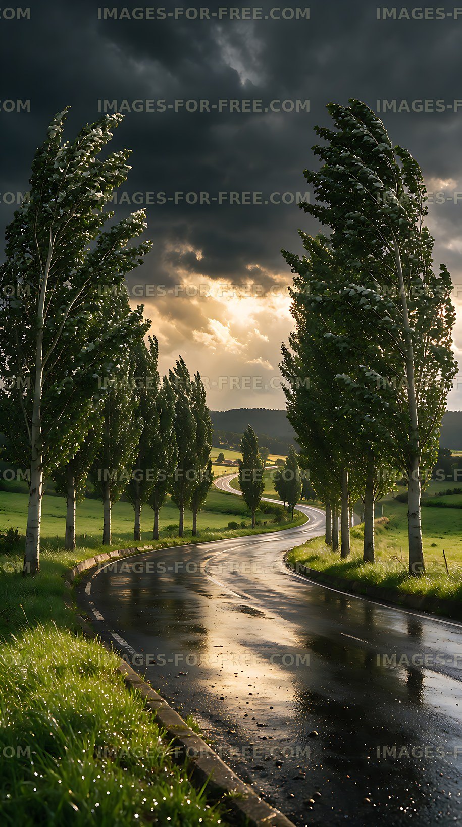 Wet winding road lined with poplar trees beneath dramatic clouds