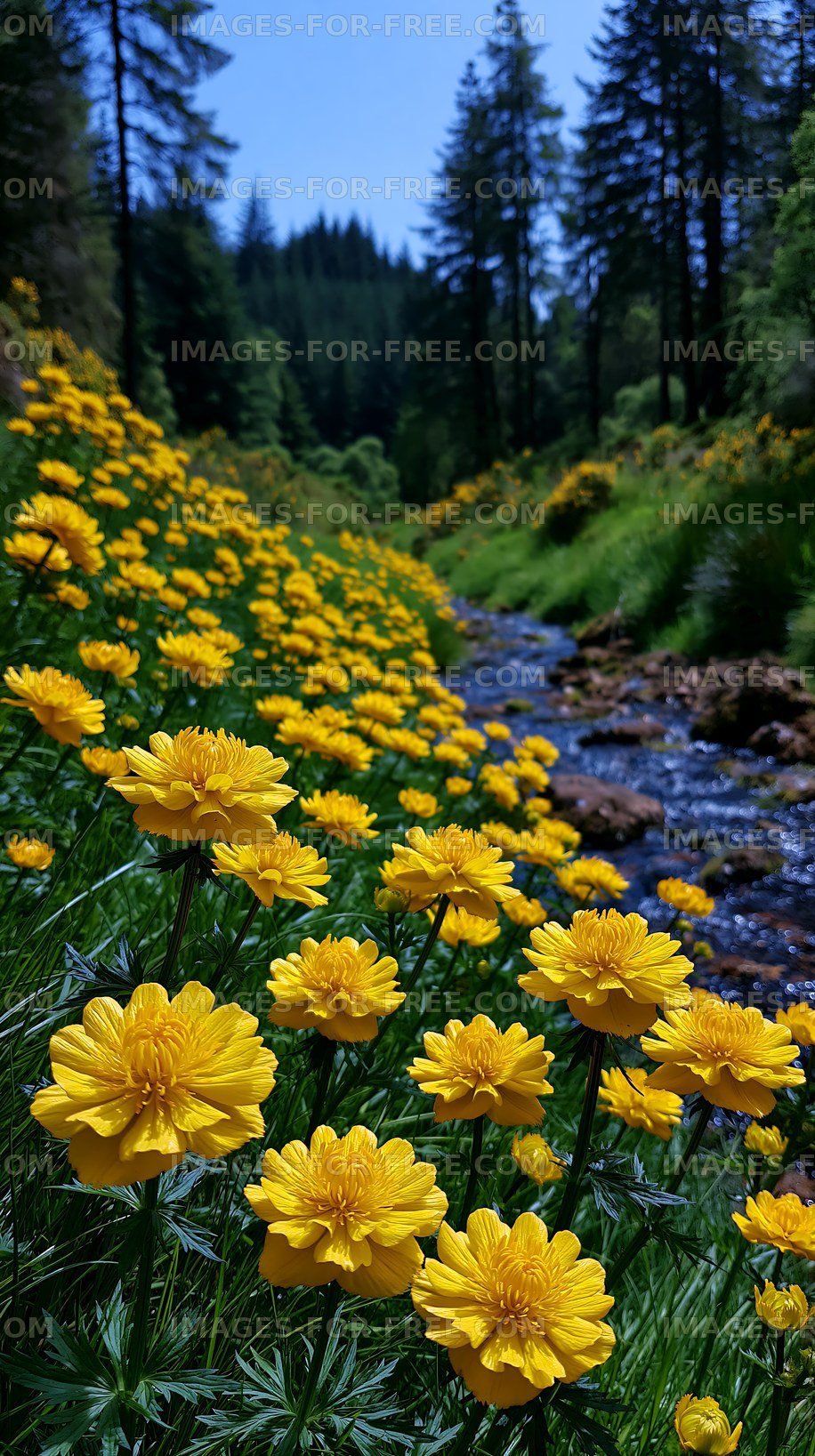 Yellow blooms along a woodland creek
