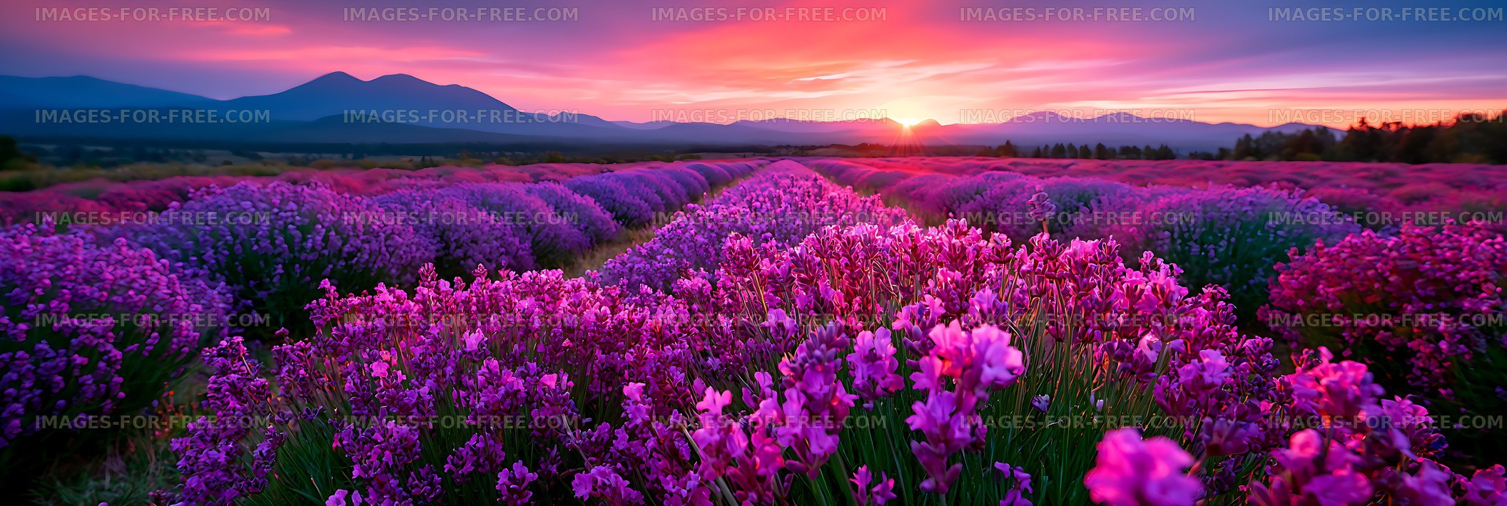 Purple lavender fields and mountains at sunset