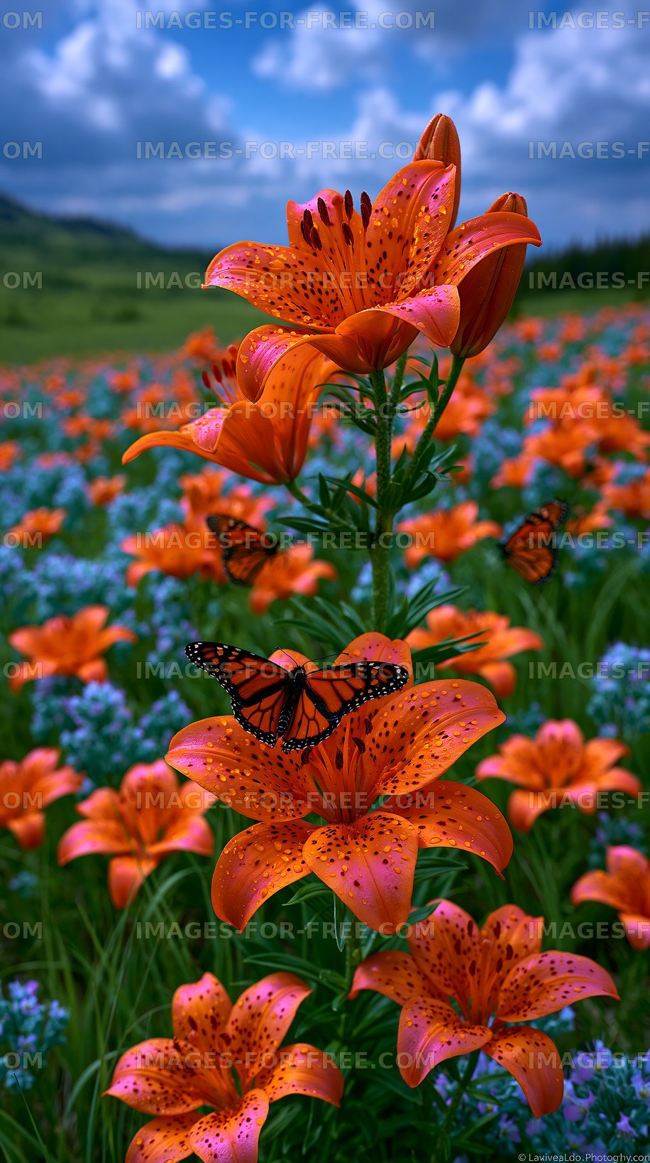 Monarch butterfly resting on orange lily flowers