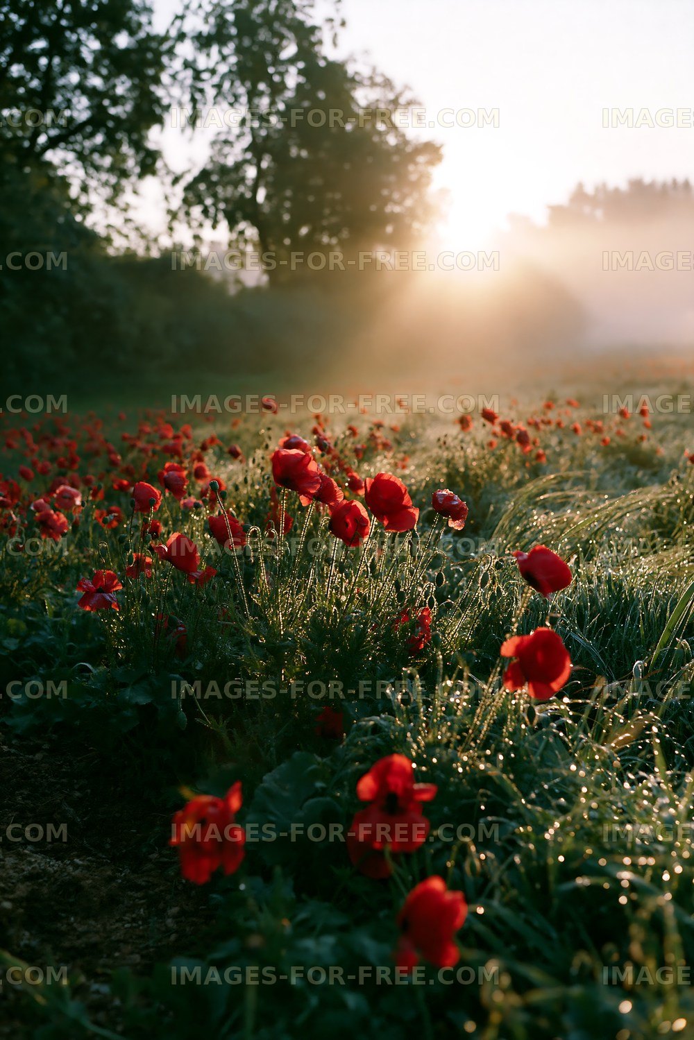 Red poppies in a misty field during sunrise
