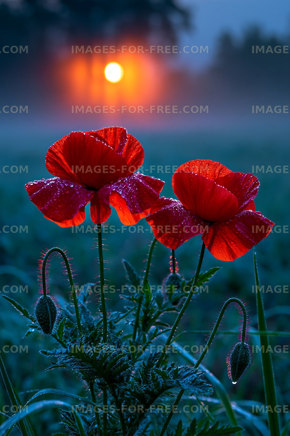 Red poppies in dew at sunrise with fog in the background