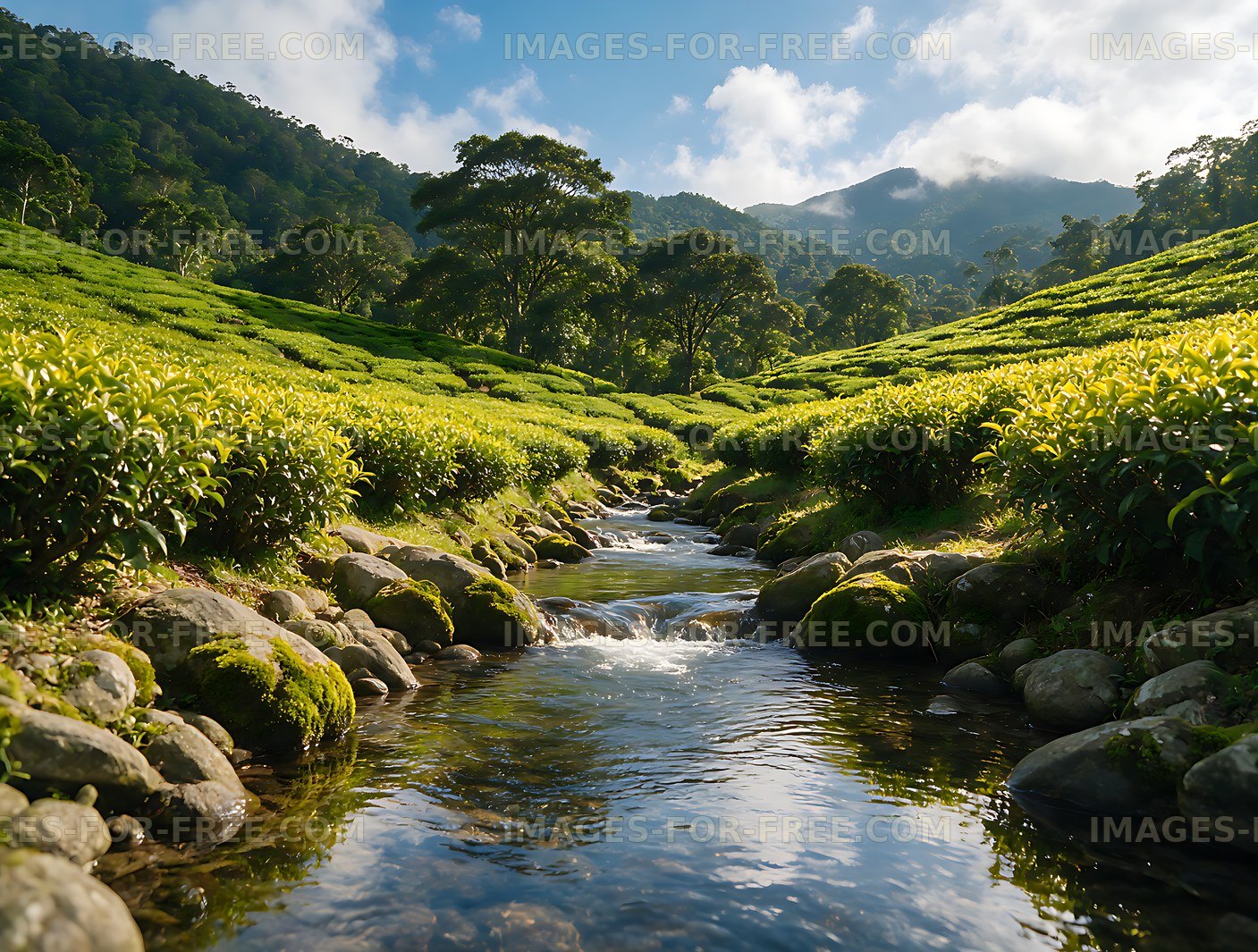 Tea fields and stream in a lush mountain valley