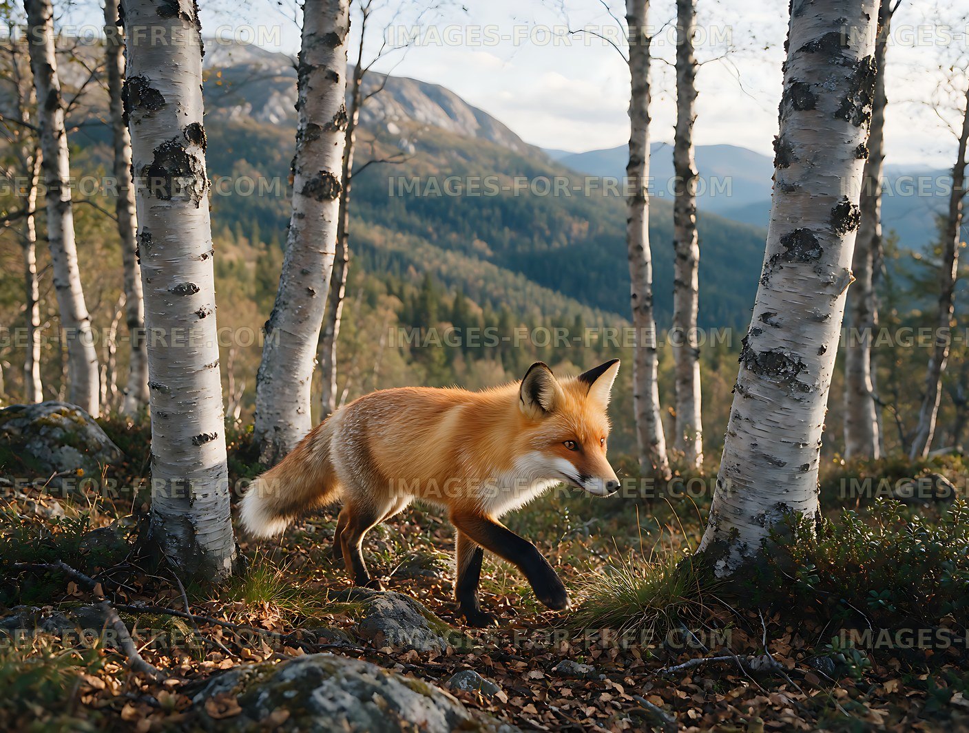 Red fox in birch woodland overlooking mountain landscape