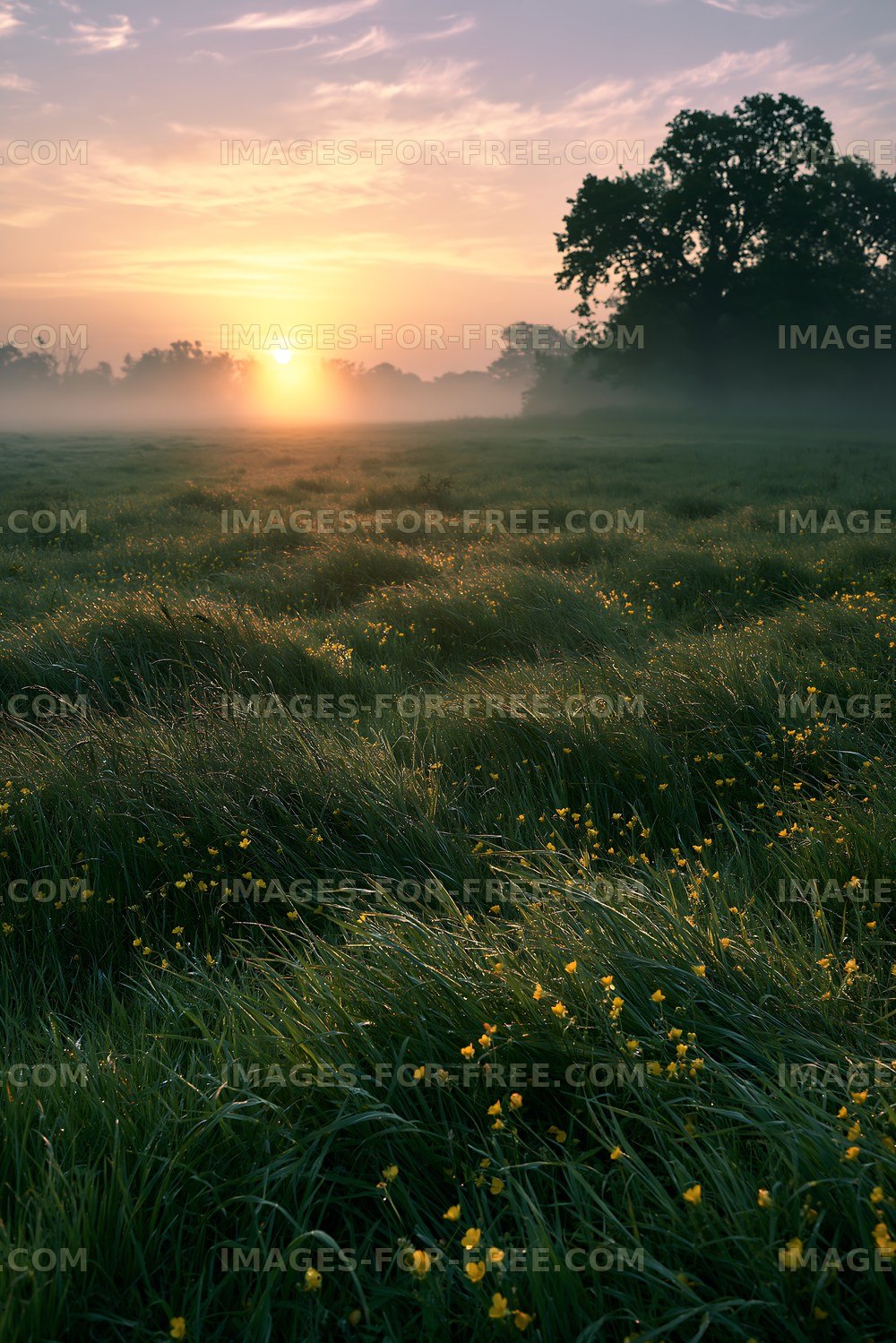 Sunrise over grassy field with flowers and mist