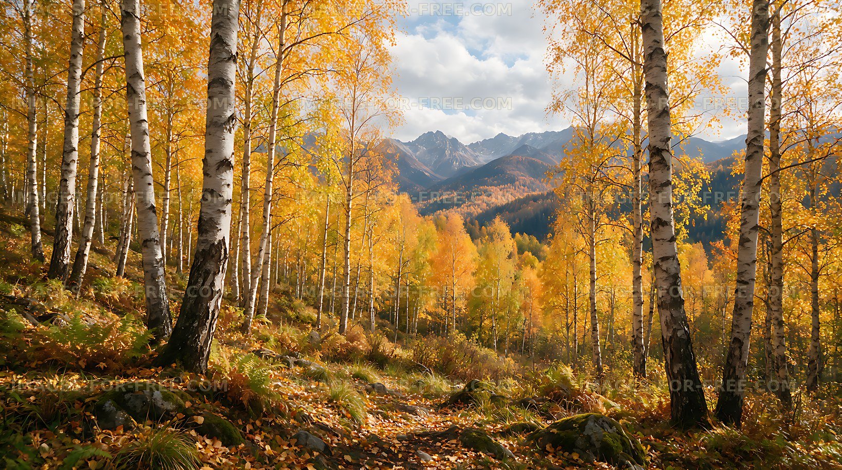 Golden birch woodland overlooking rugged mountains