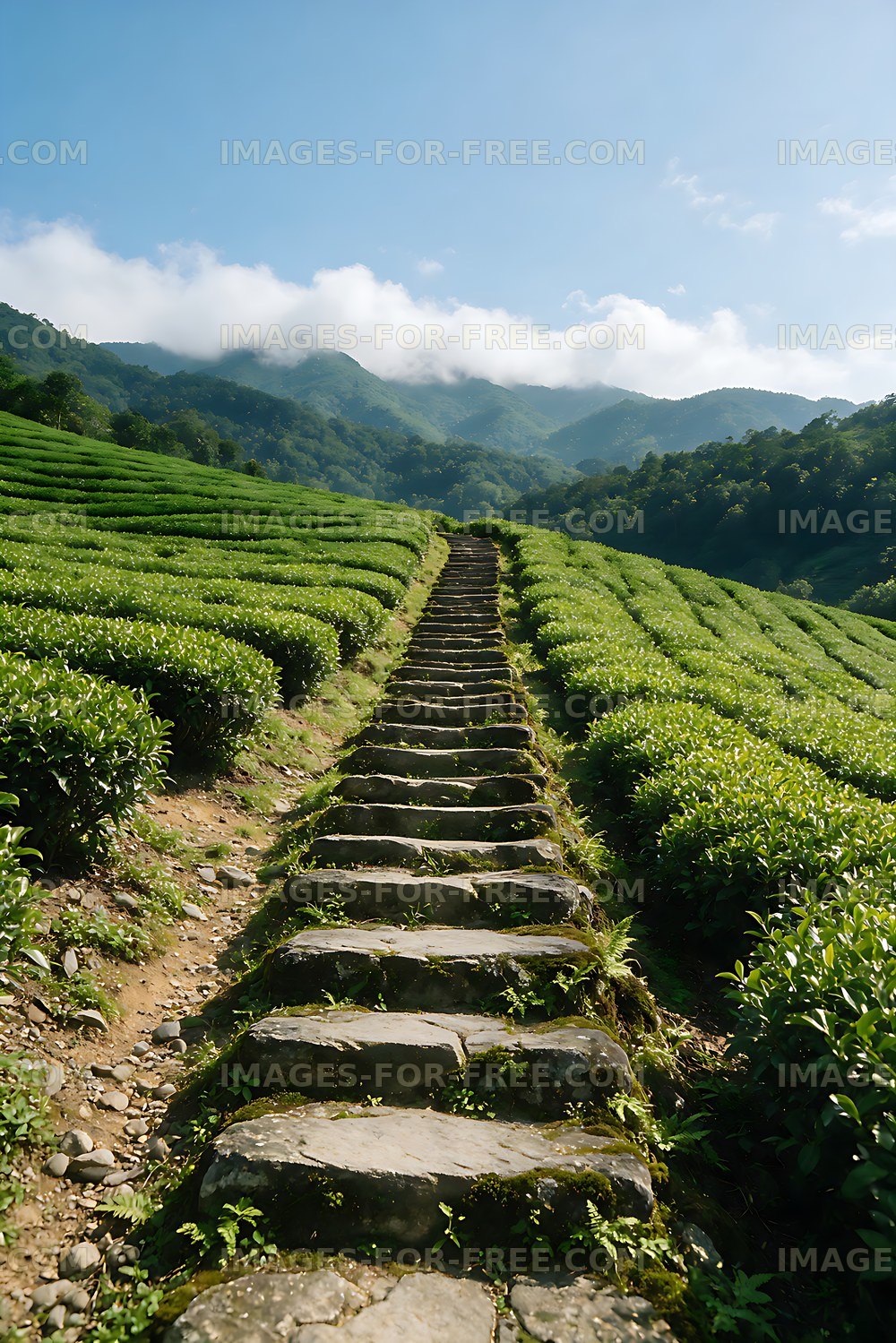 Tea plantation path beneath cloudy mountain peaks