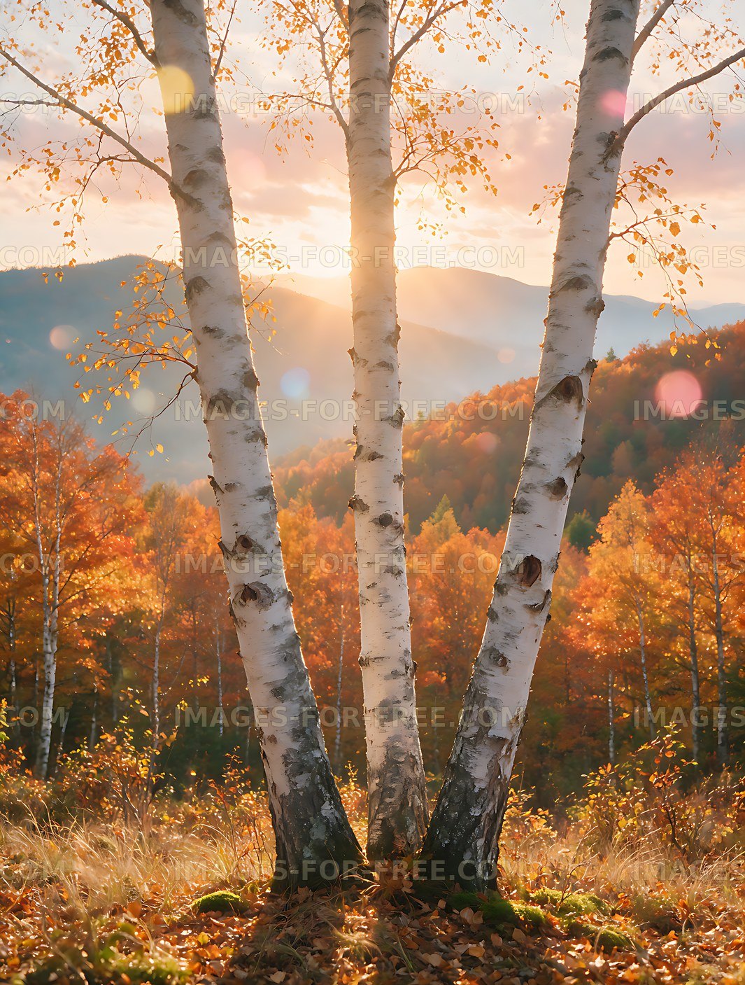 Autumn birch trees framing distant mountains