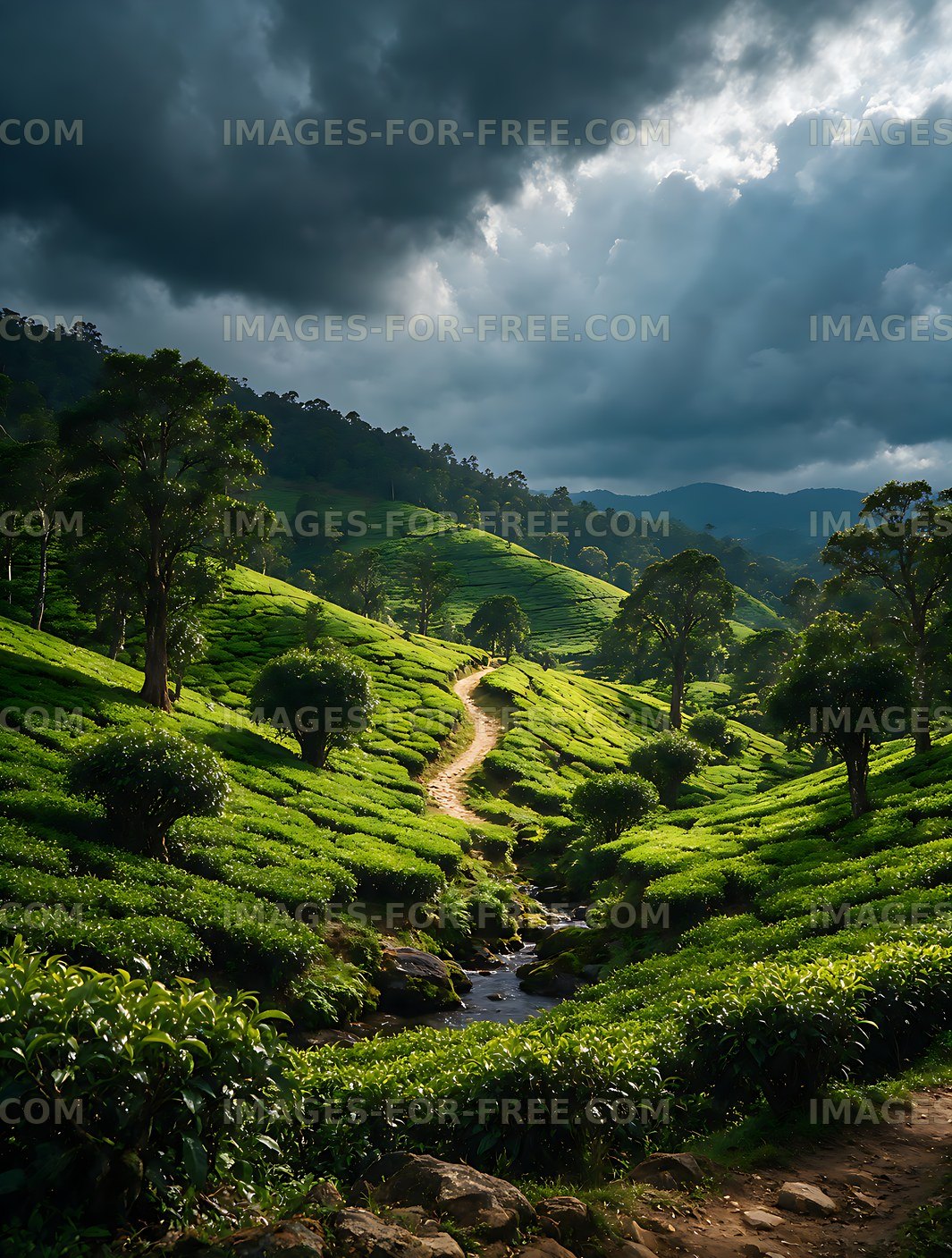 Lush tea fields across a mountain valley with storm clouds