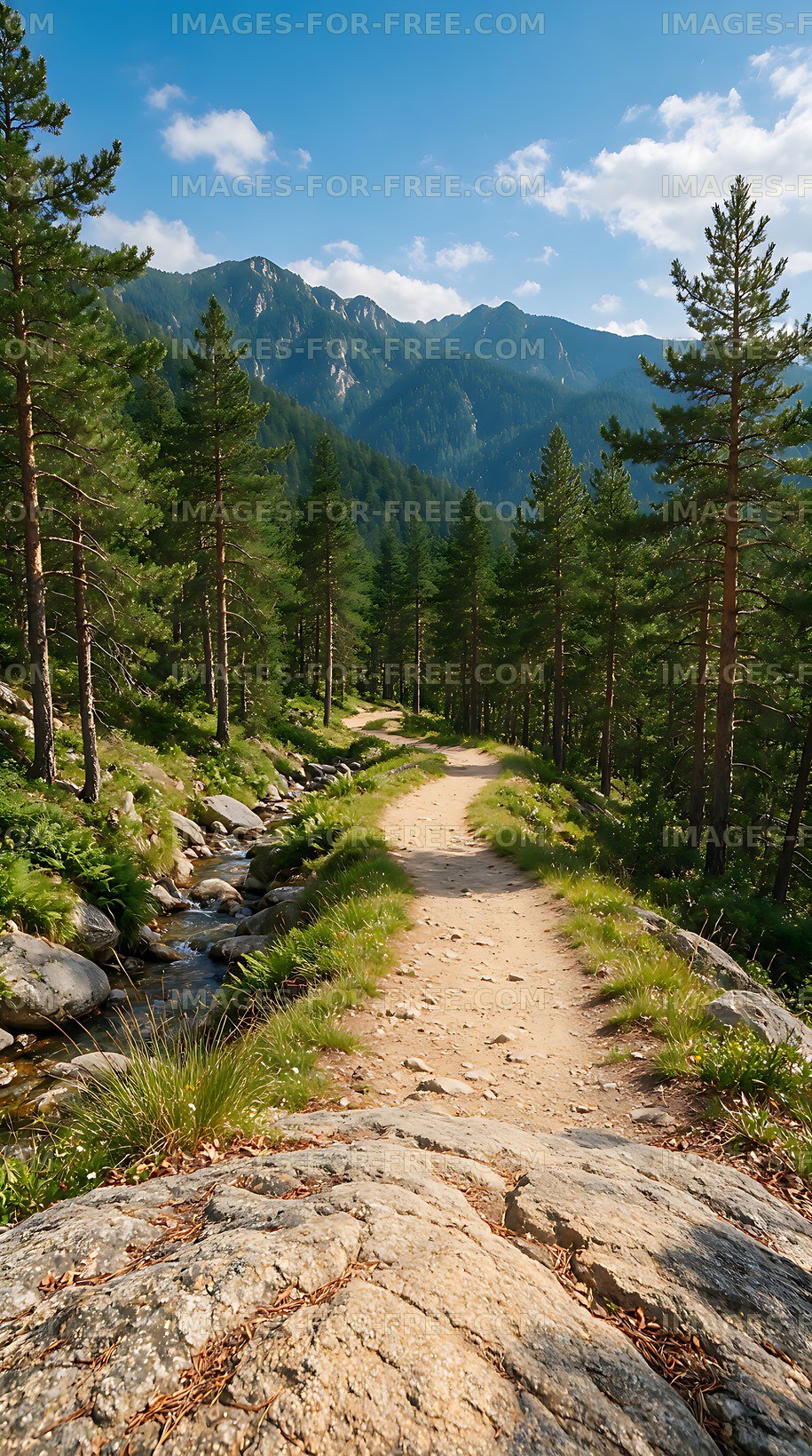 Scenic Mountain Trail and Pine Forest Landscape