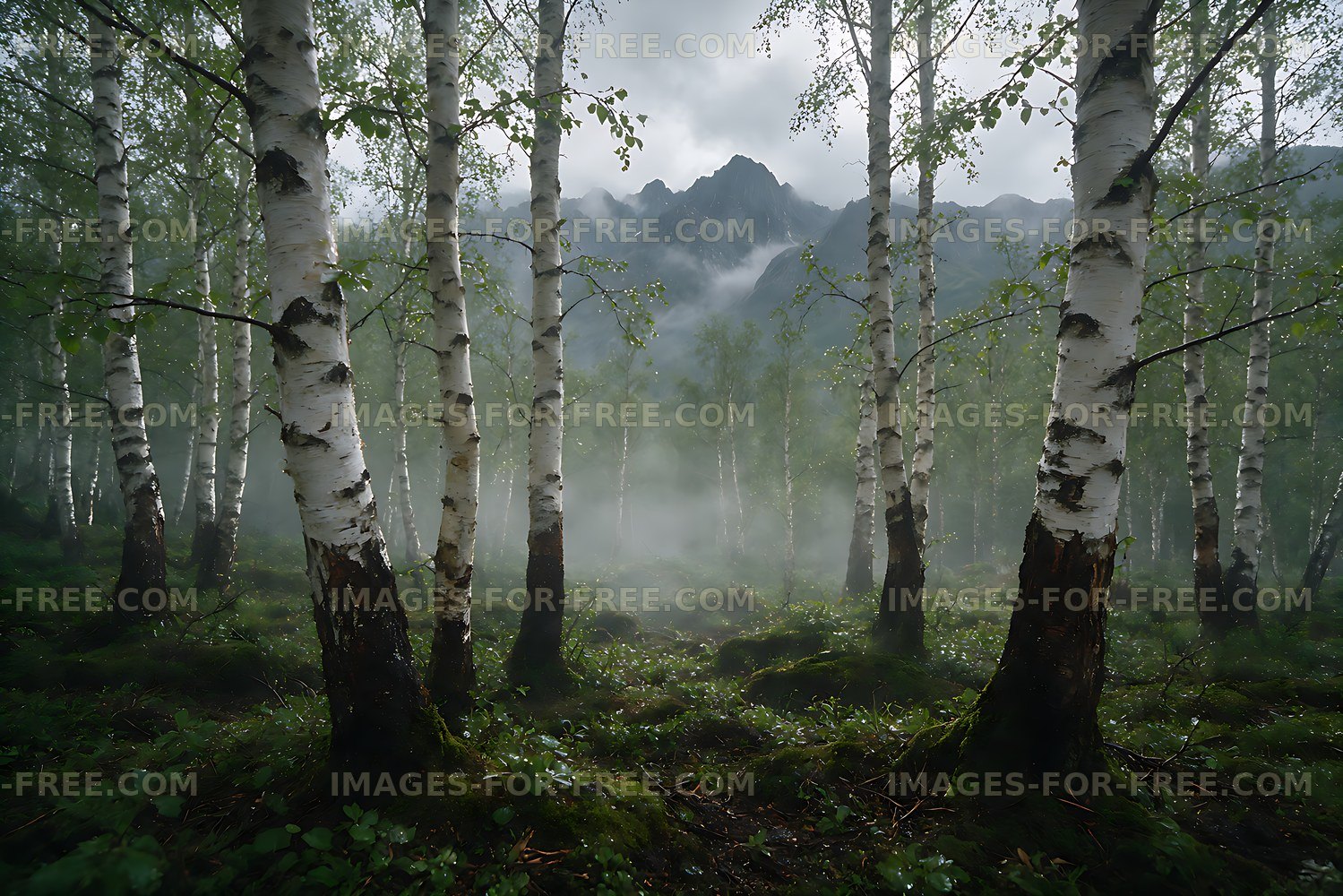Misty birch woodland with rugged mountains