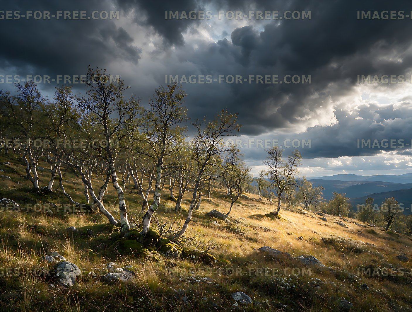 Birch woodland and distant mountains under stormy skies