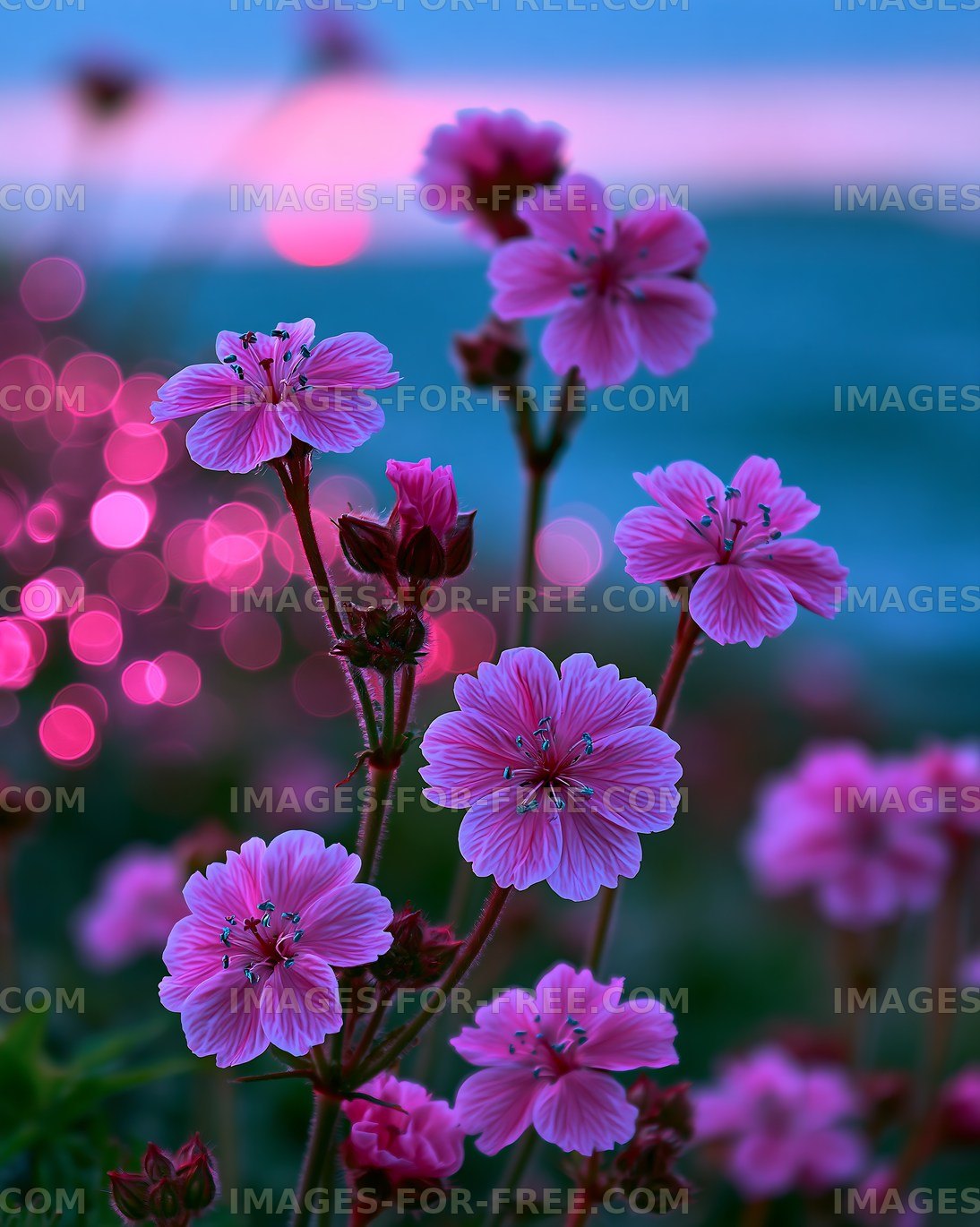 Pink flowers with blurred background at sunset