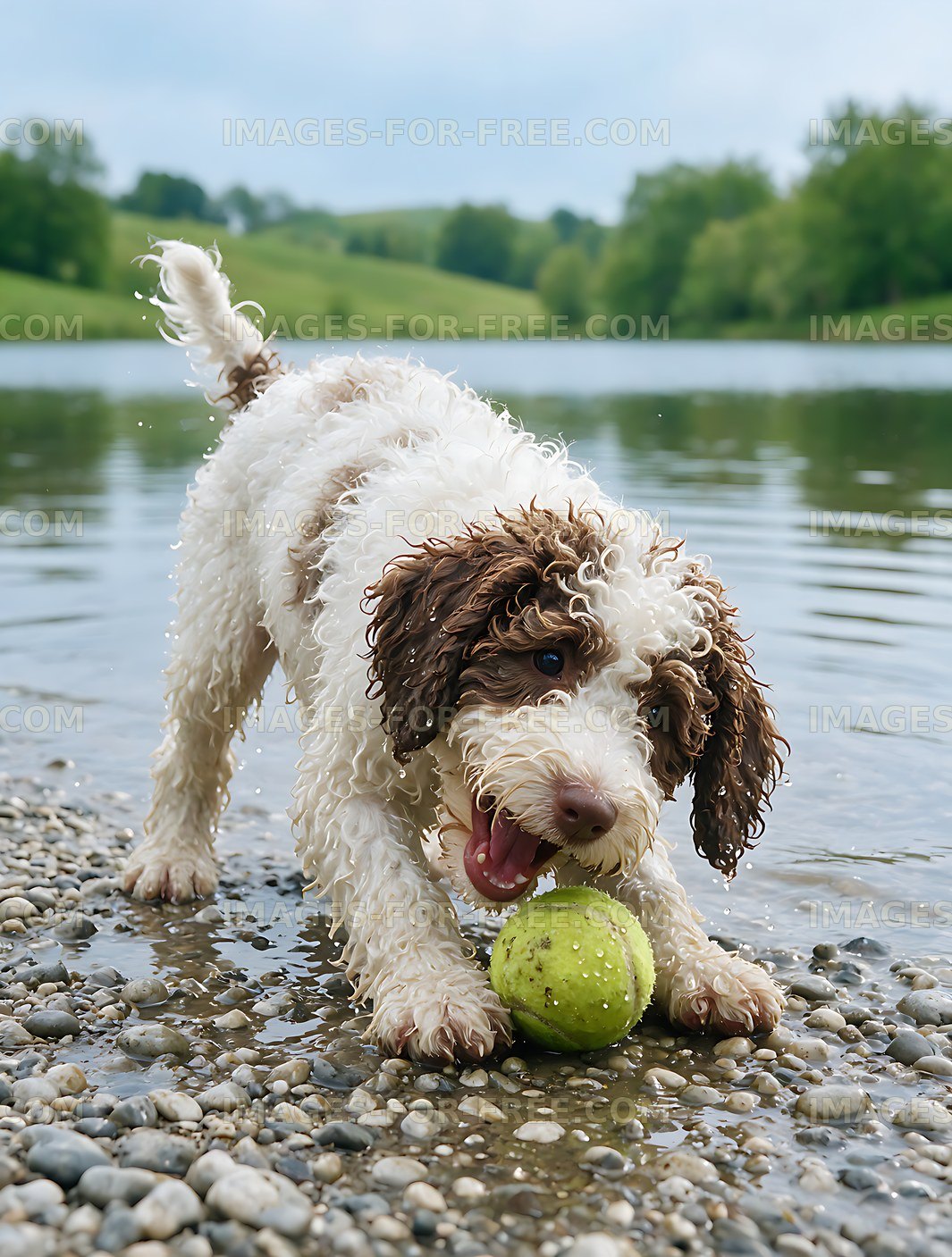 Wet curly puppy playing beside a lake