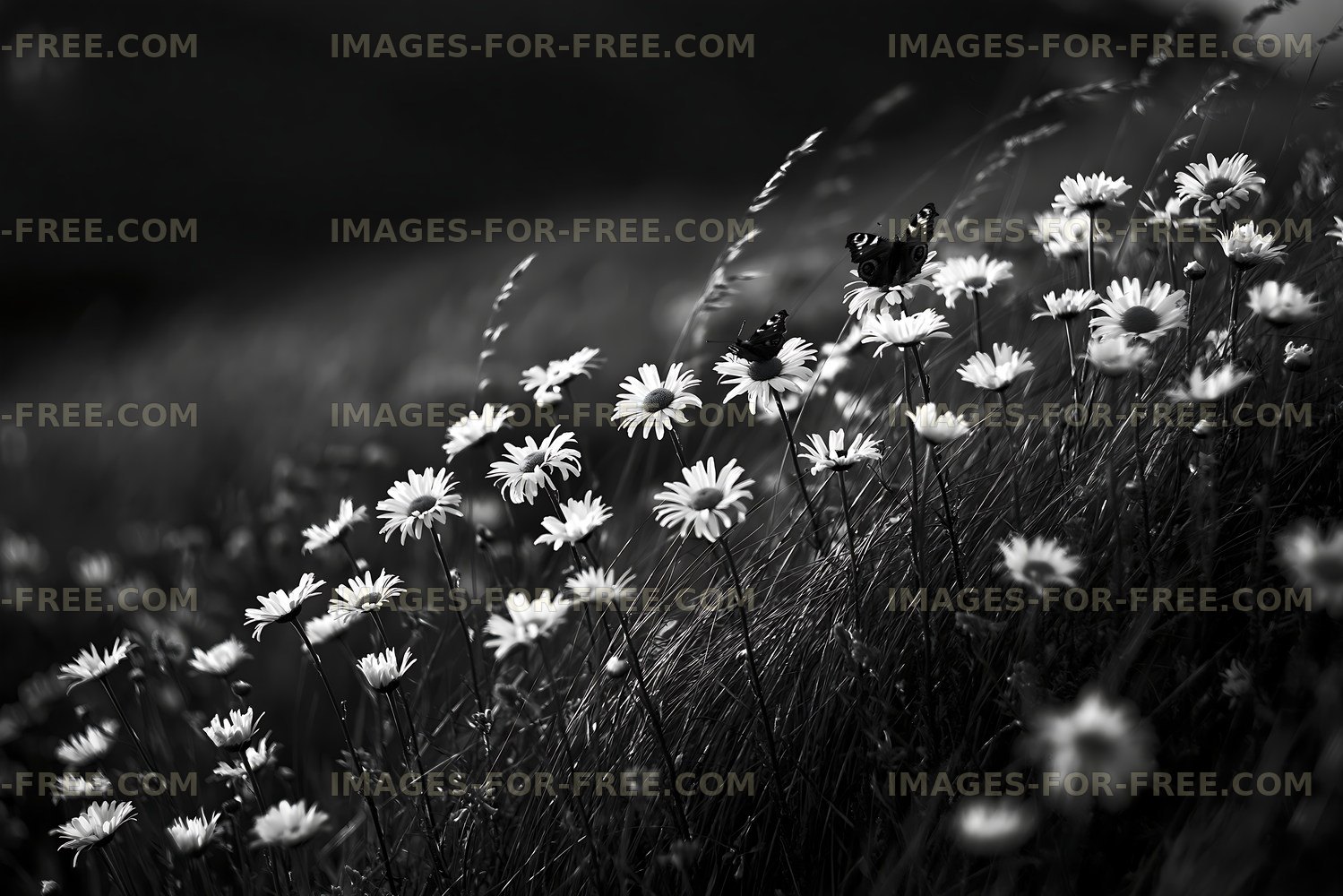 Butterflies hovering over white daisies in a grassy field
