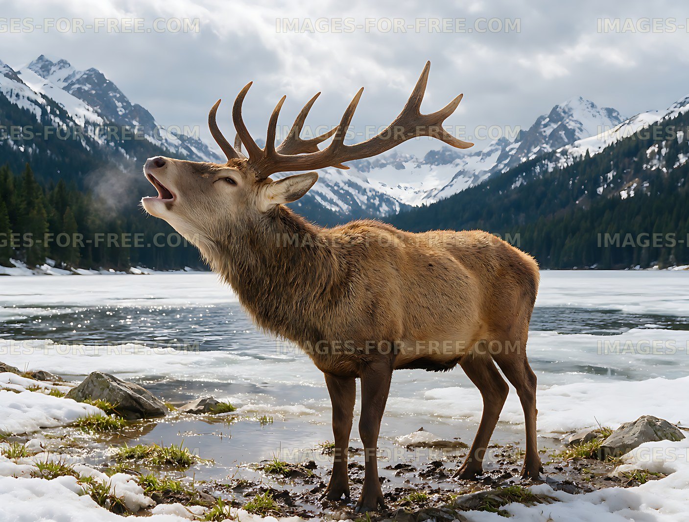 Bull elk standing beside a frozen alpine lake