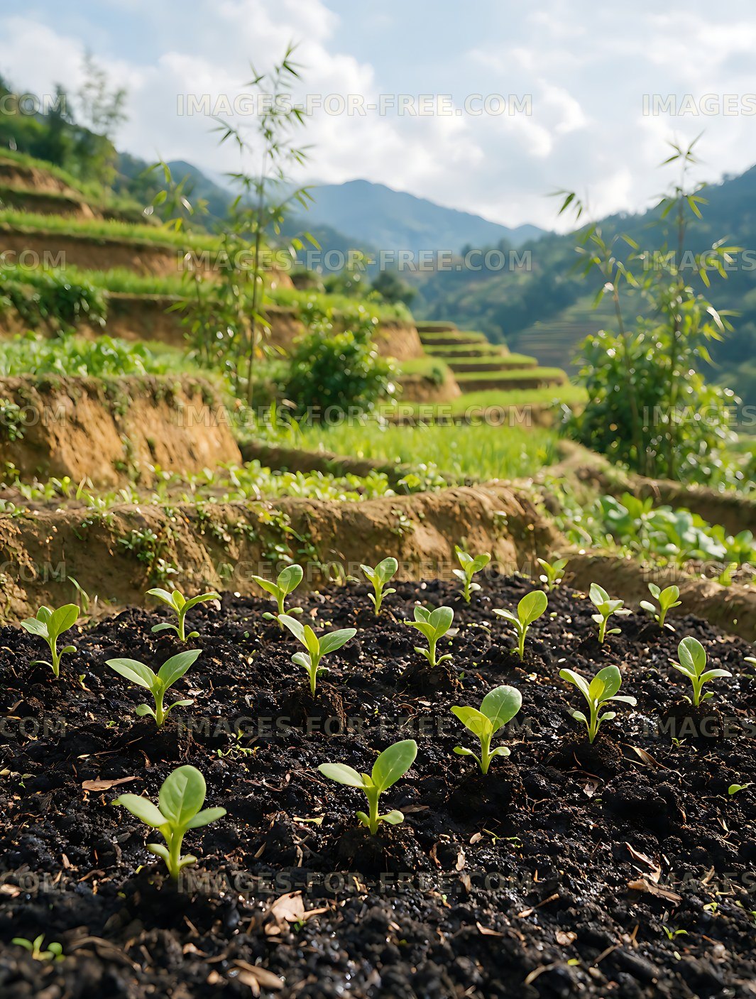 Seedlings growing across mountain terraces