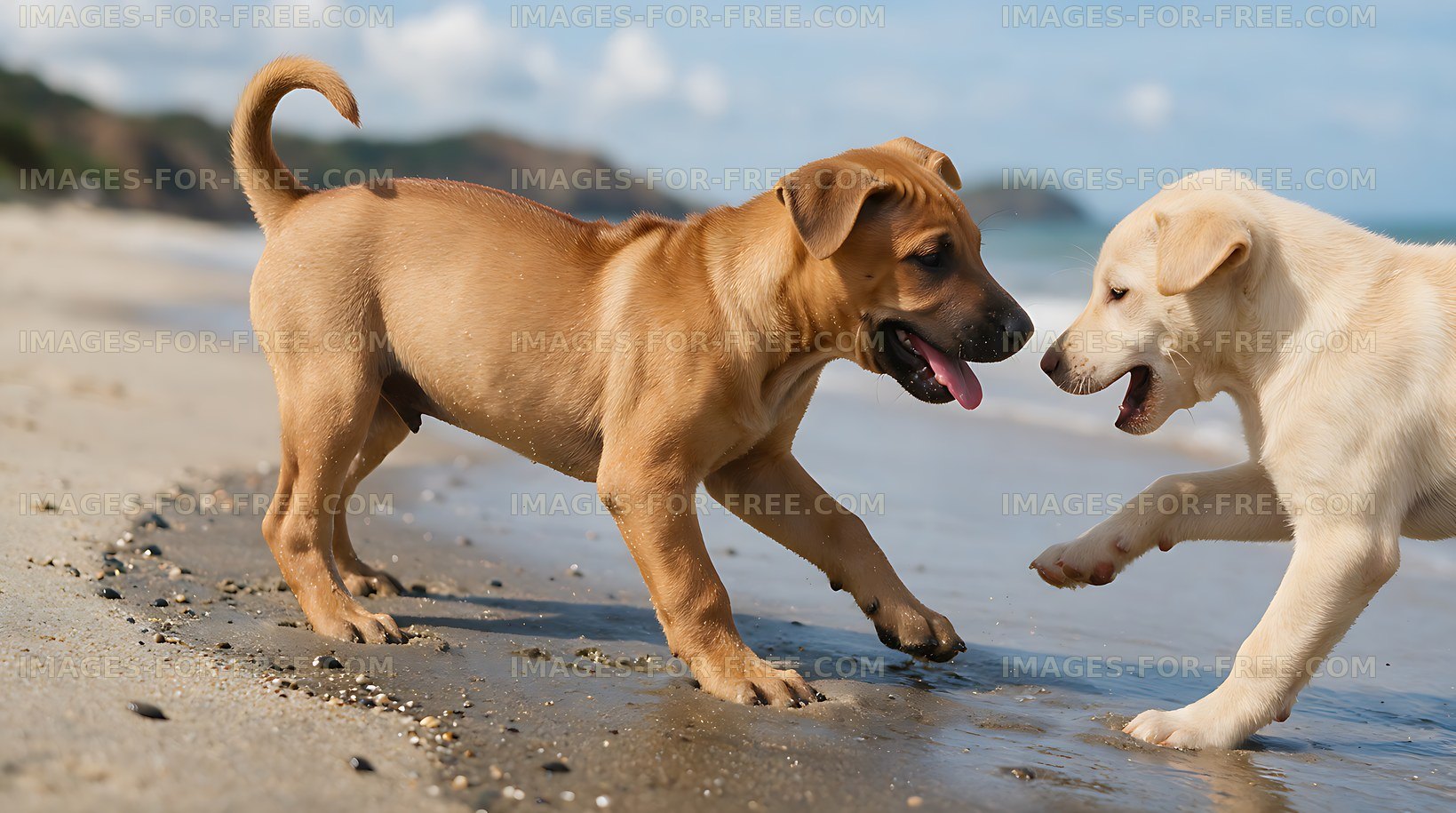 Playful puppies running along the shore