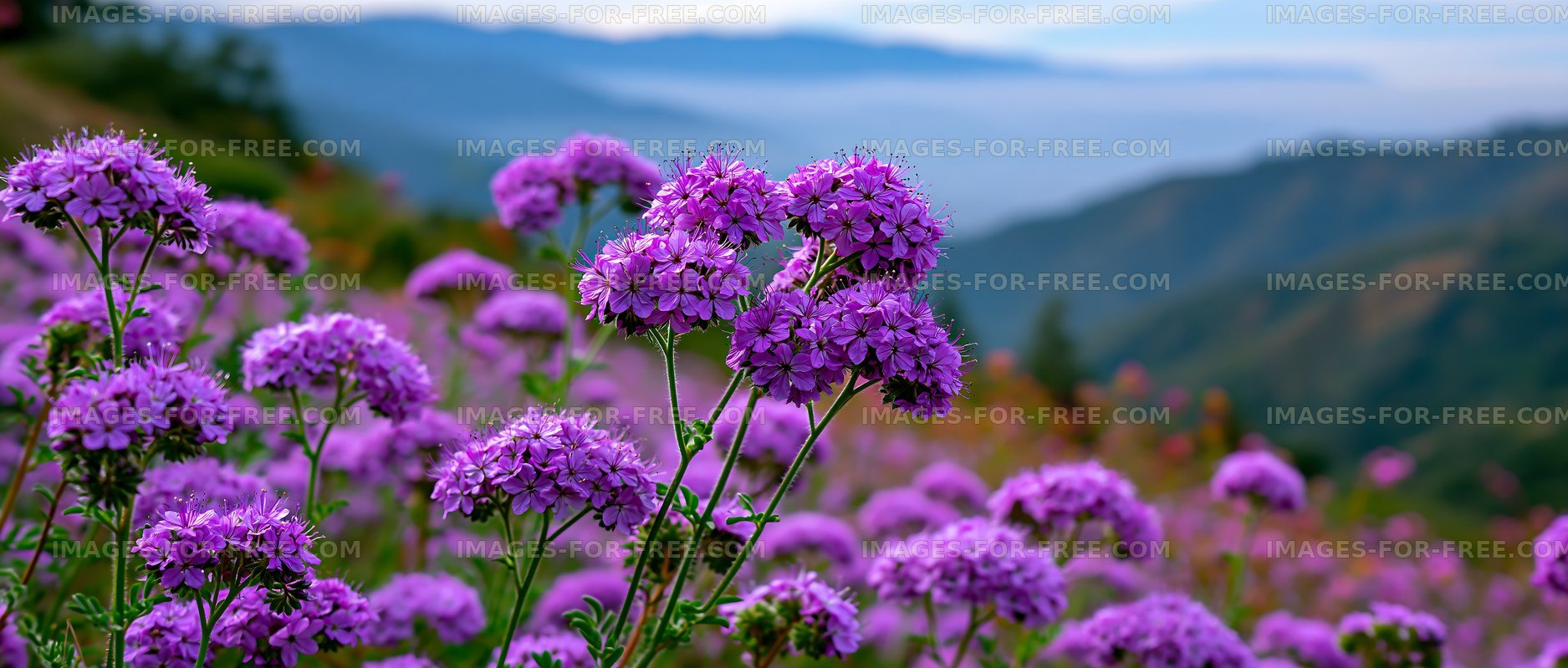 Purple wildflowers bloom in a mountain landscape