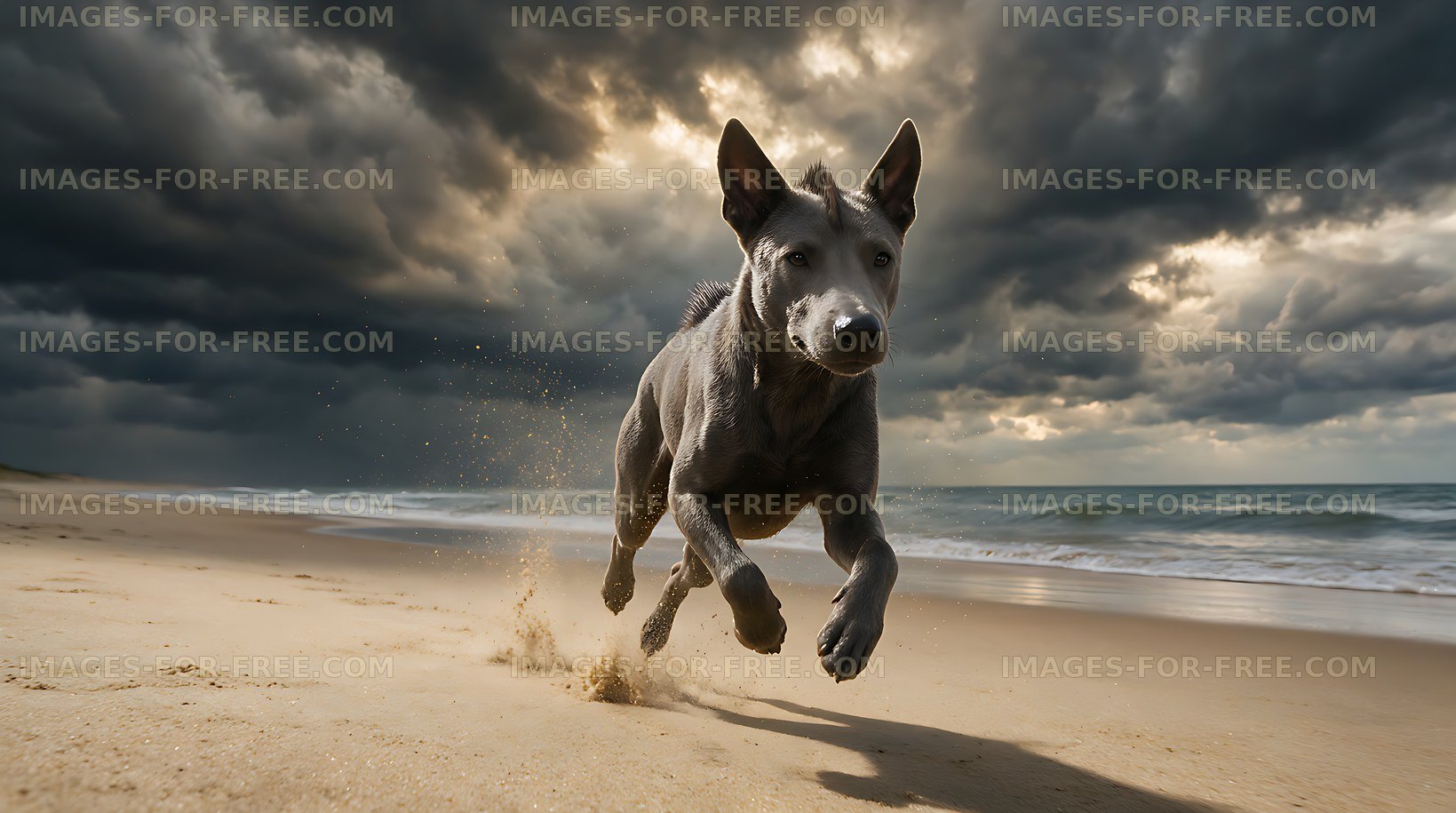 Gray dog sprinting along a sandy beach
