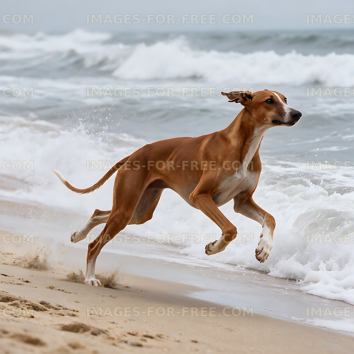 Dog sprinting along a wave-covered beach