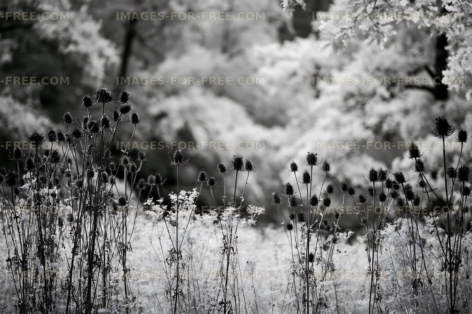 Black and white scene showing wildflowers and grass