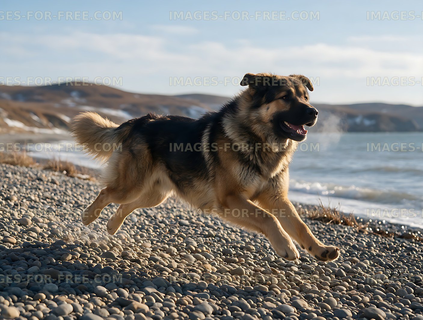 Happy long-haired dog running on a pebble beach