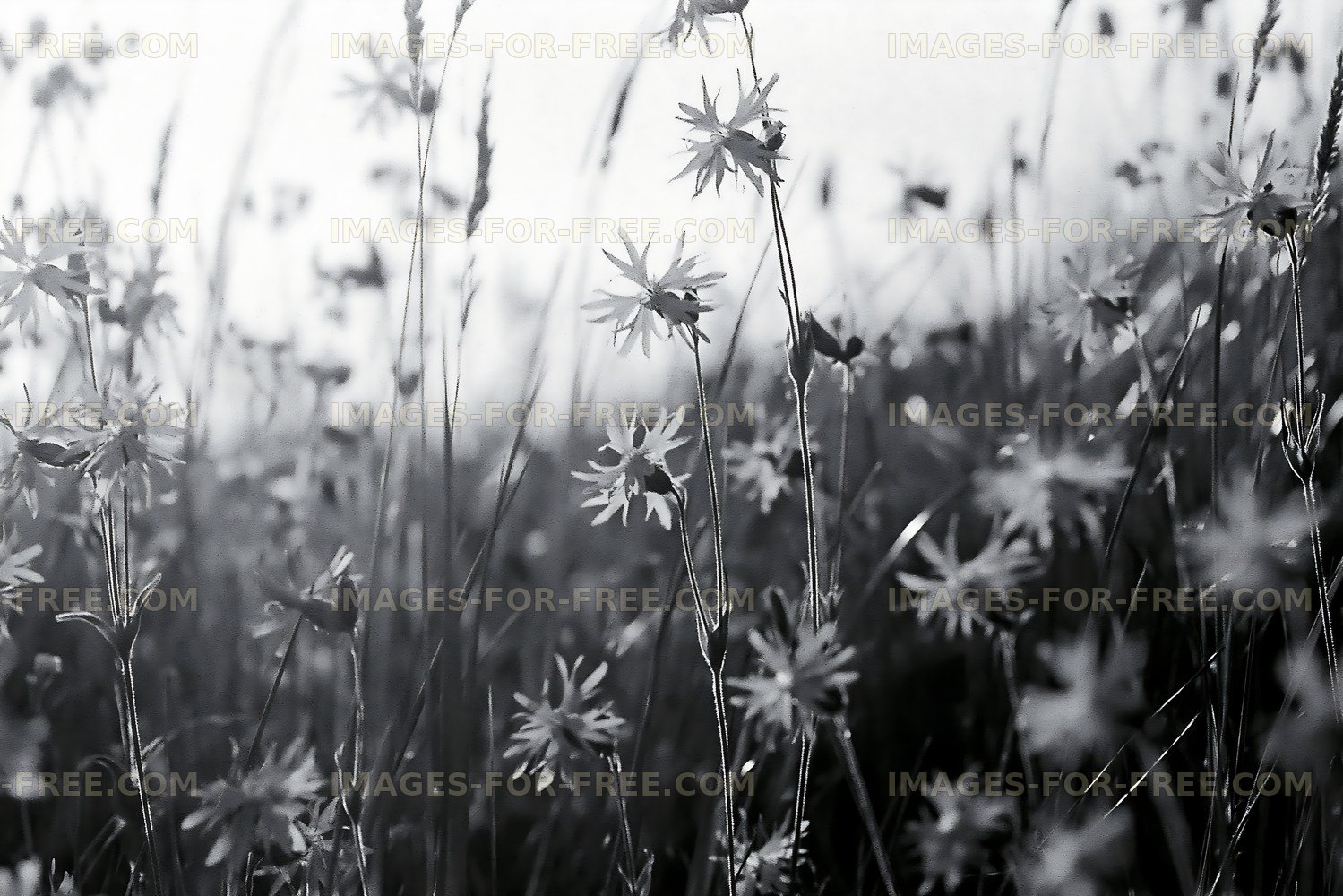 Black and white flowers in a field during sunny weather