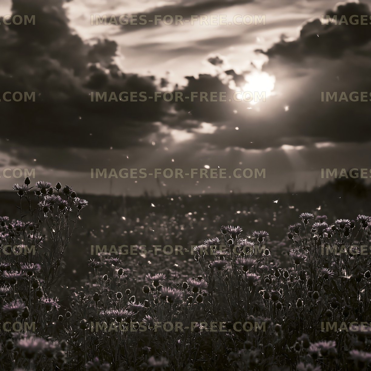 Fields of wildflowers at sunset with cloudy sky