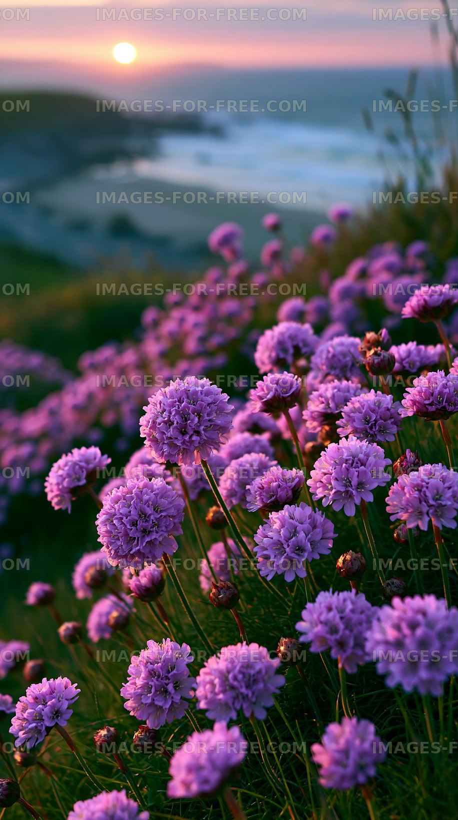 Vibrant purple flowers on a coastal landscape at sunset