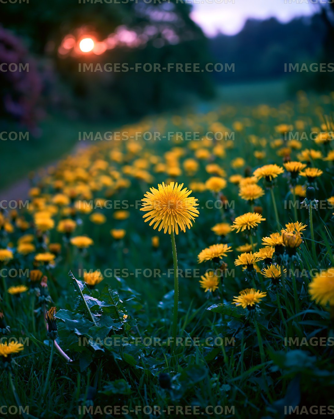 Field of yellow dandelions at sunset
