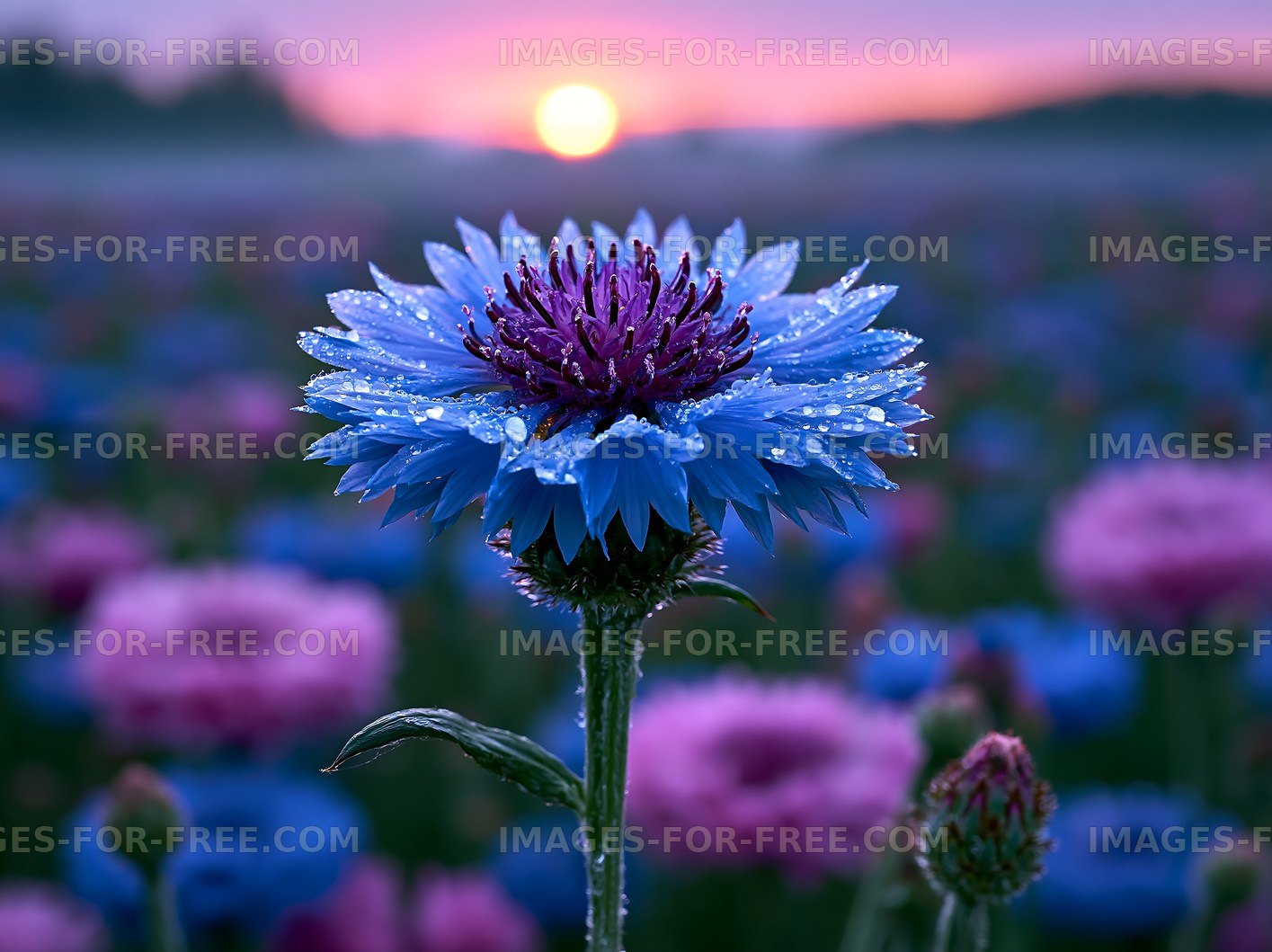 Colorful flower with dew at sunrise over a field