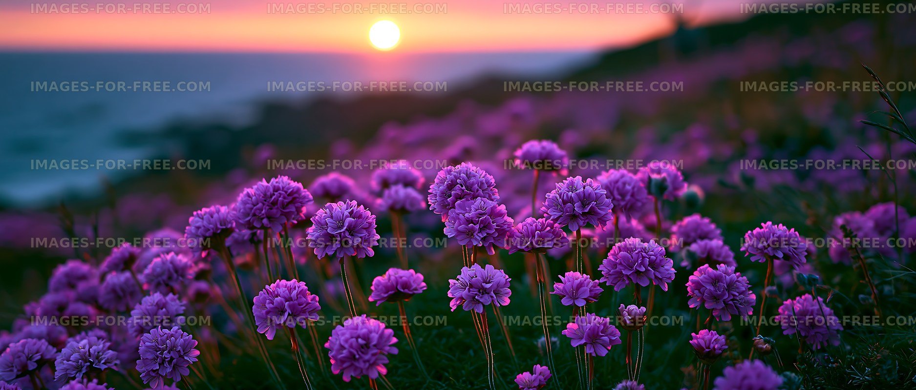 Sunset over purple flowers by the sea