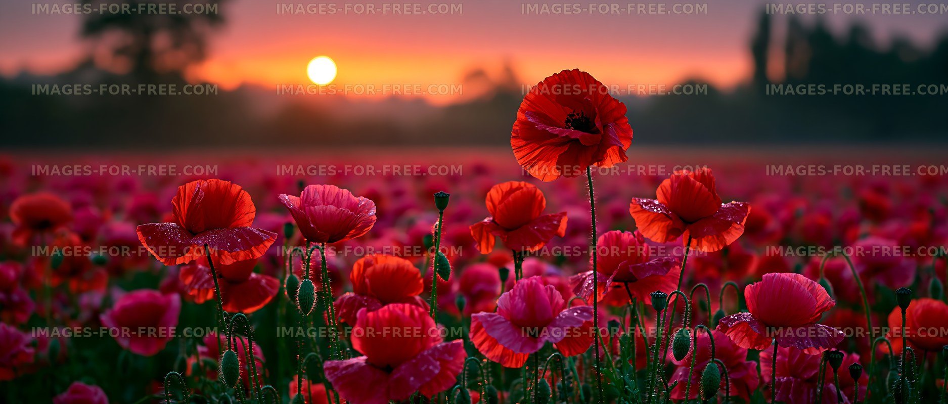Red poppy flowers in a field during sunset